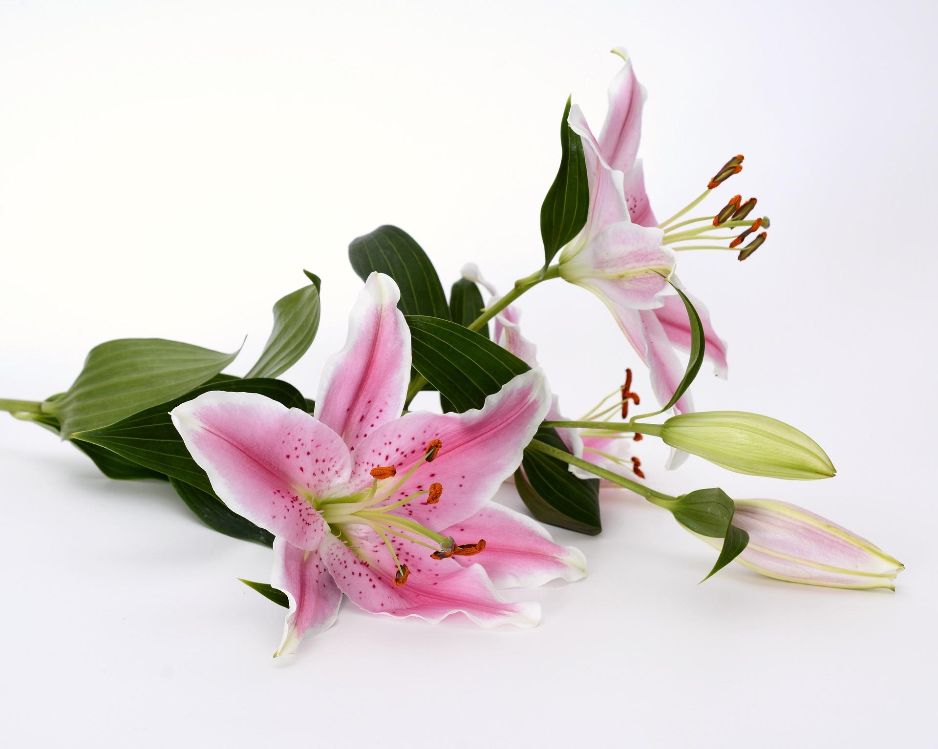 Lilies Oriental 'First Romance' - Romance Lilies from Leo Berbee Bulb Company