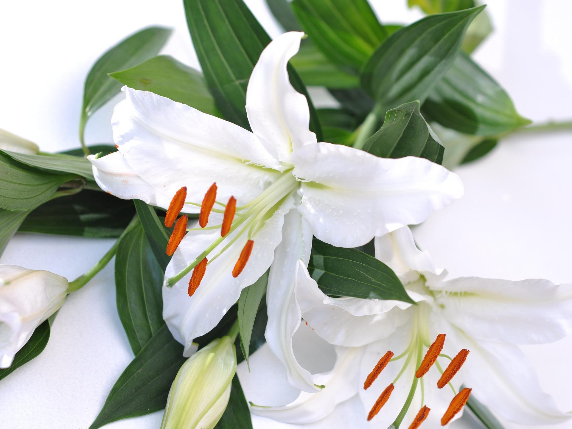 Lilies Oriental 'White Romance' - Romance Lilies from Leo Berbee Bulb Company
