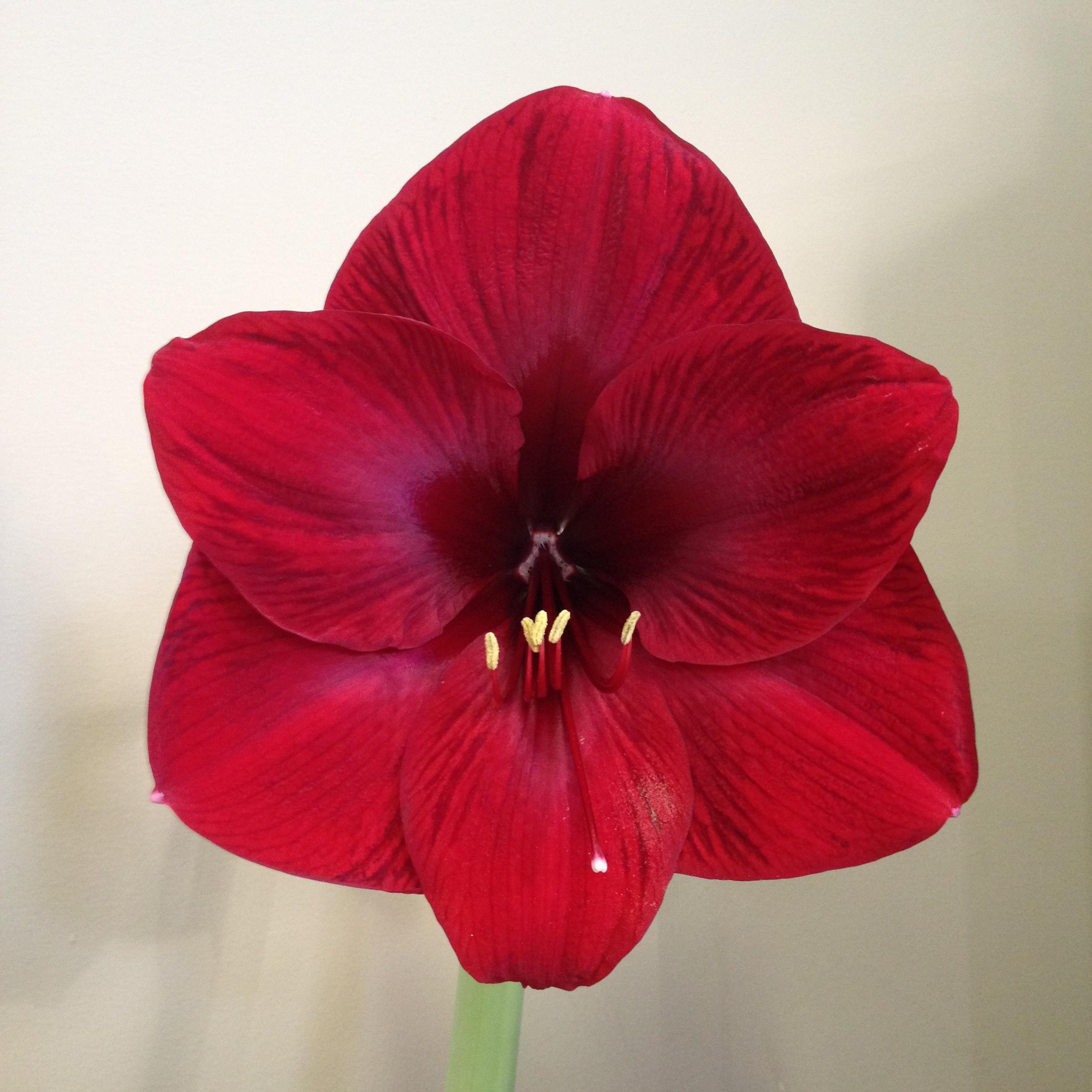 Hippeastrum Holland 'Grand Diva' - Amaryllis (Shipping begins Oct. 2021) from Leo Berbee Bulb Company