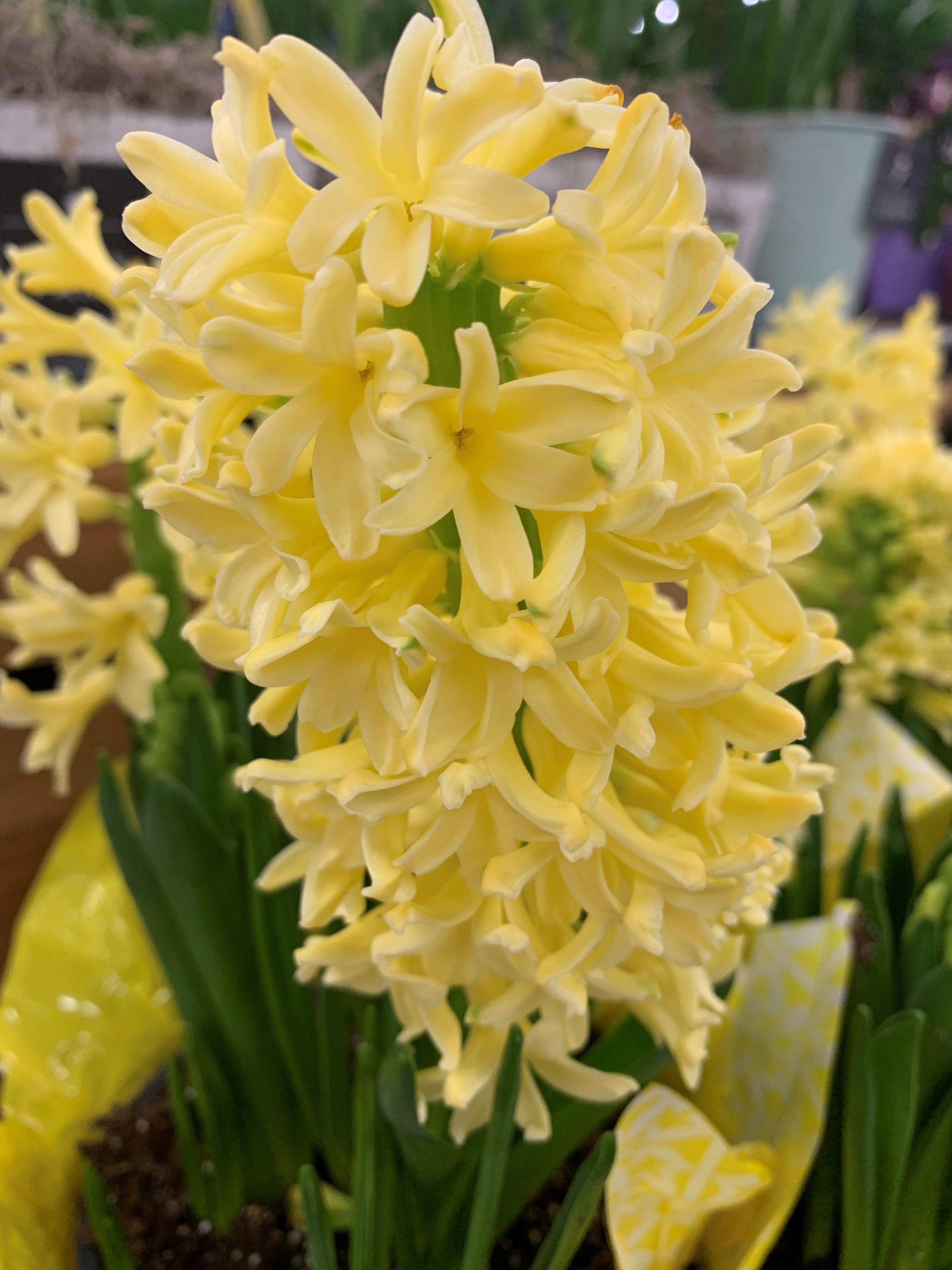 Hyacinth 'Gipsy Princess' - Hyacinth from Leo Berbee Bulb Company