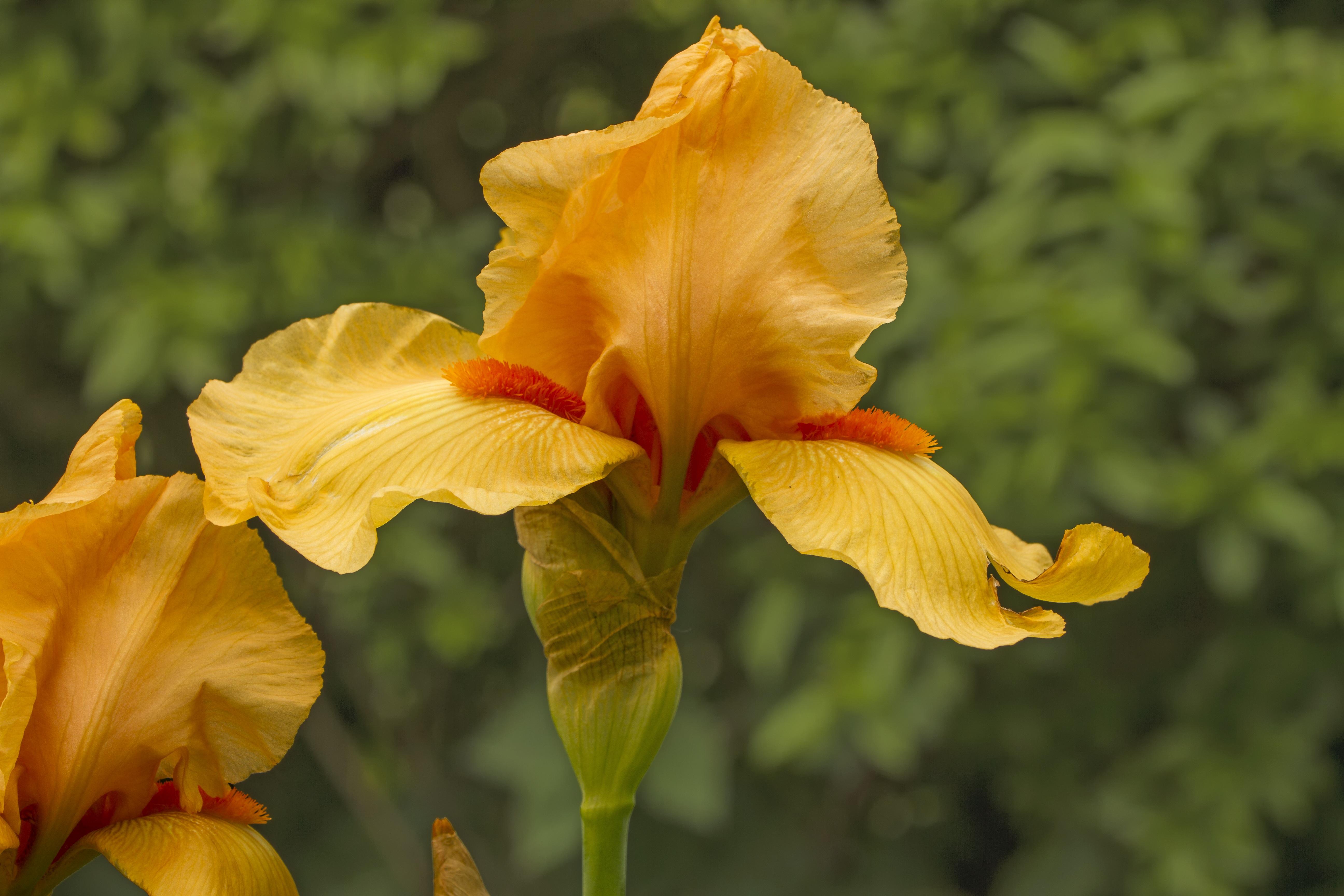 Iris Germanica 'Mango Passion' - Tall Bearded Iris from Leo Berbee Bulb Company