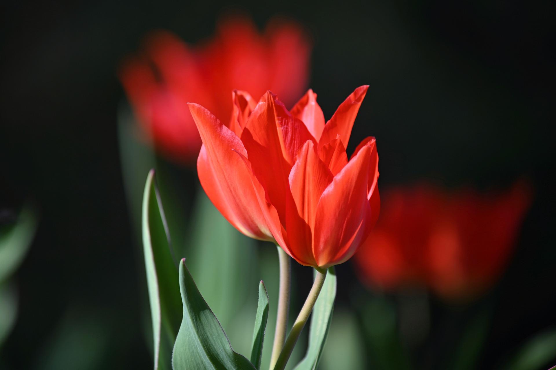 Tulip Bunchflowering 'Pr. Fusilier' - Tulip from Leo Berbee Bulb Company