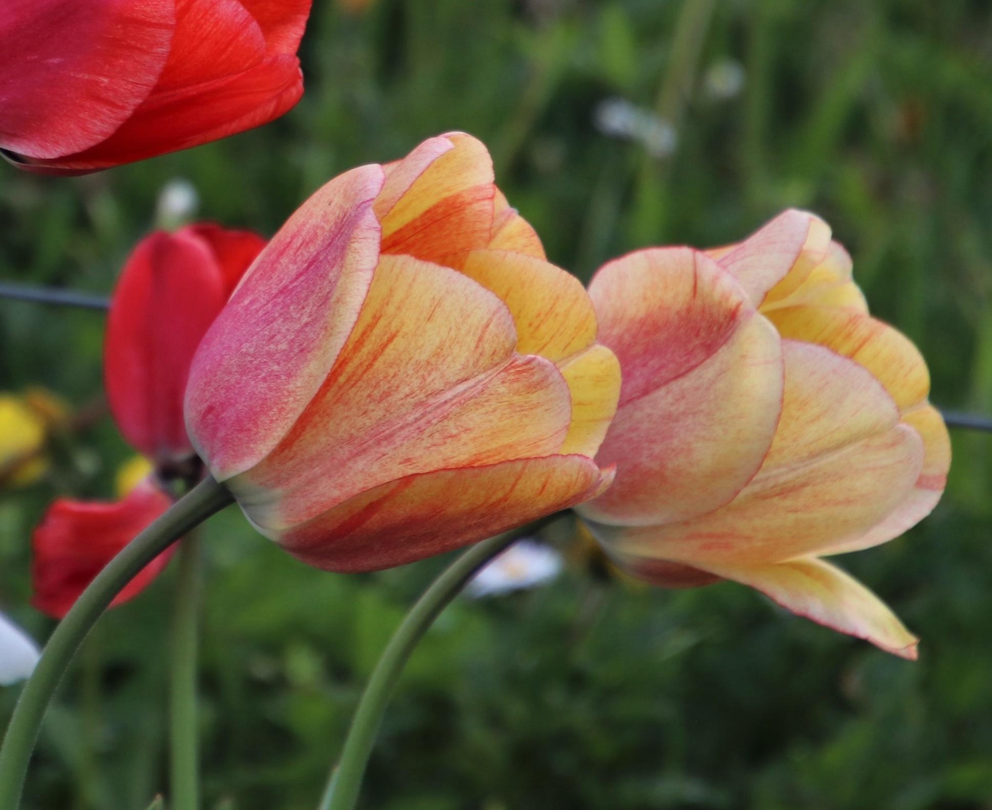Tulip Darwin Hybrid 'Blushing Apeldoorn' - Tulip from Leo Berbee Bulb Company