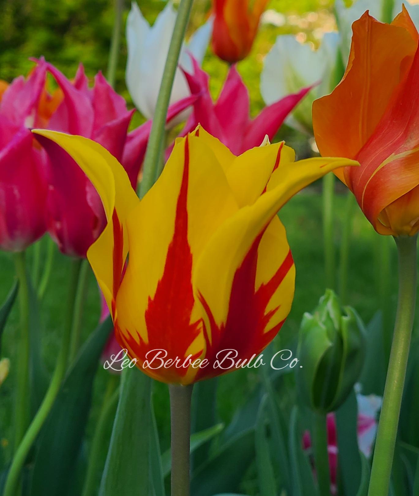 Tulip Lily Flowering 'Fireworks' - Tulip from Leo Berbee Bulb Company