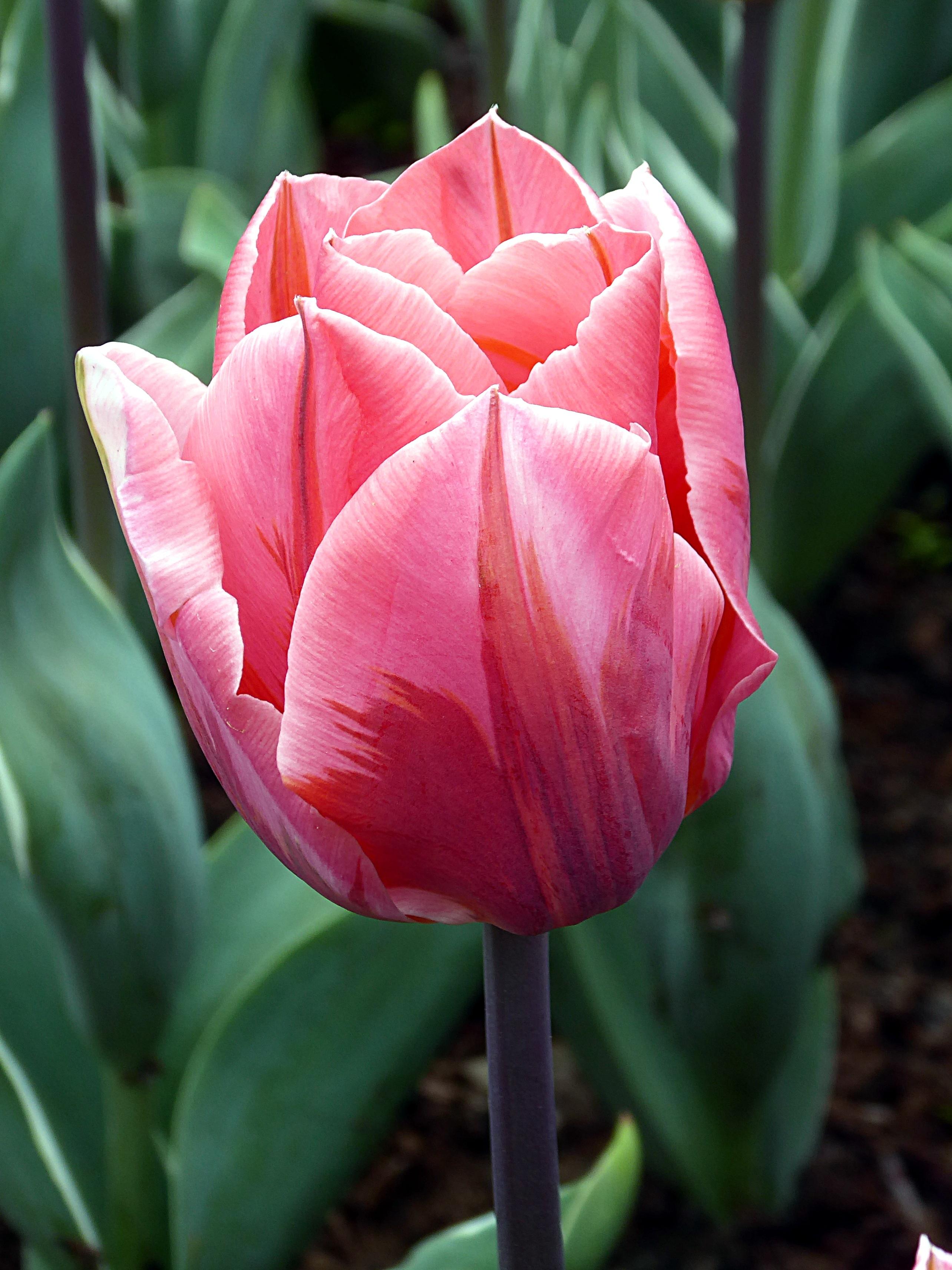 Tulip Triumph 'Pretty Princess' - Tulip from Leo Berbee Bulb Company