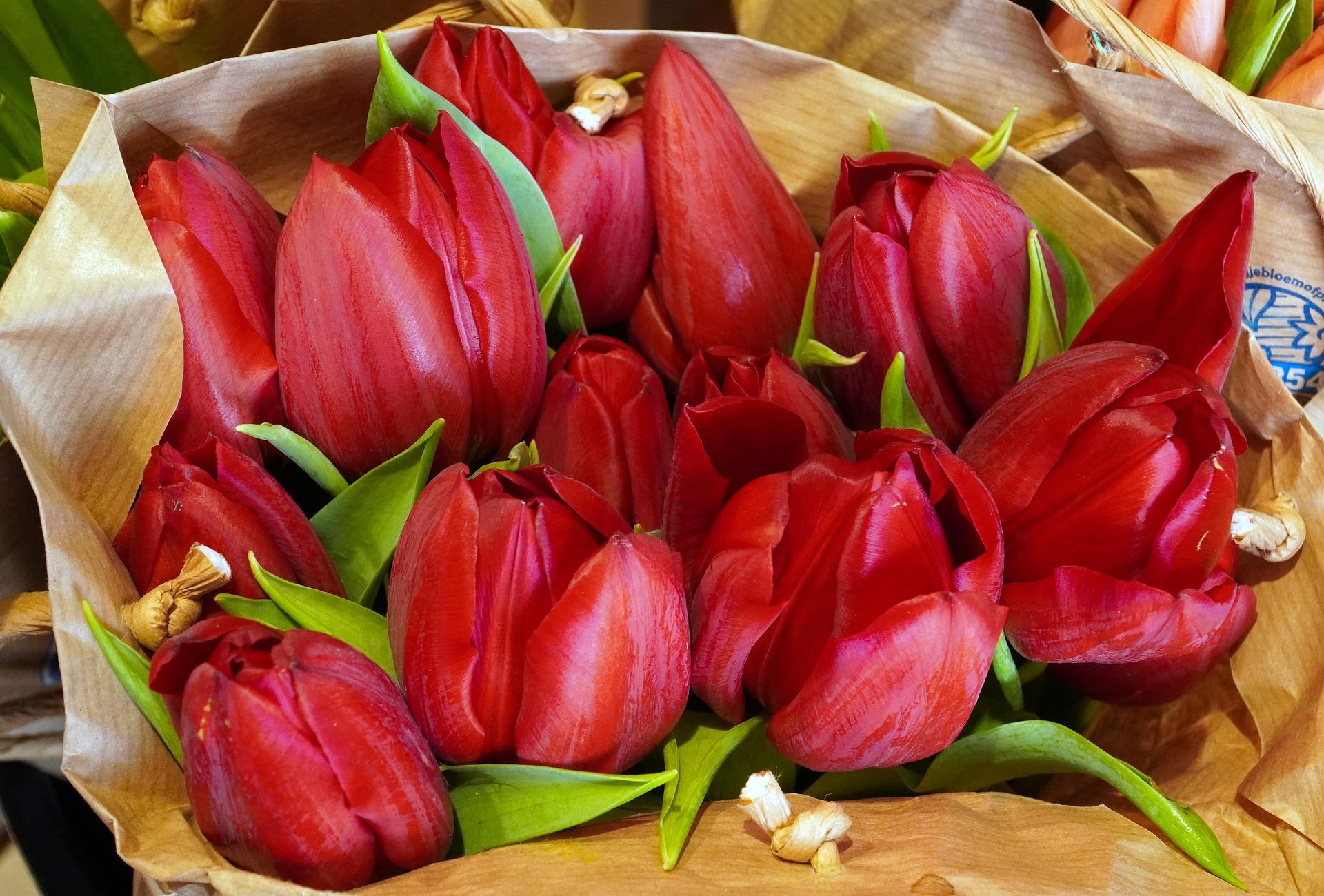 Tulip Triumph 'Oscar' - Tulip from Leo Berbee Bulb Company