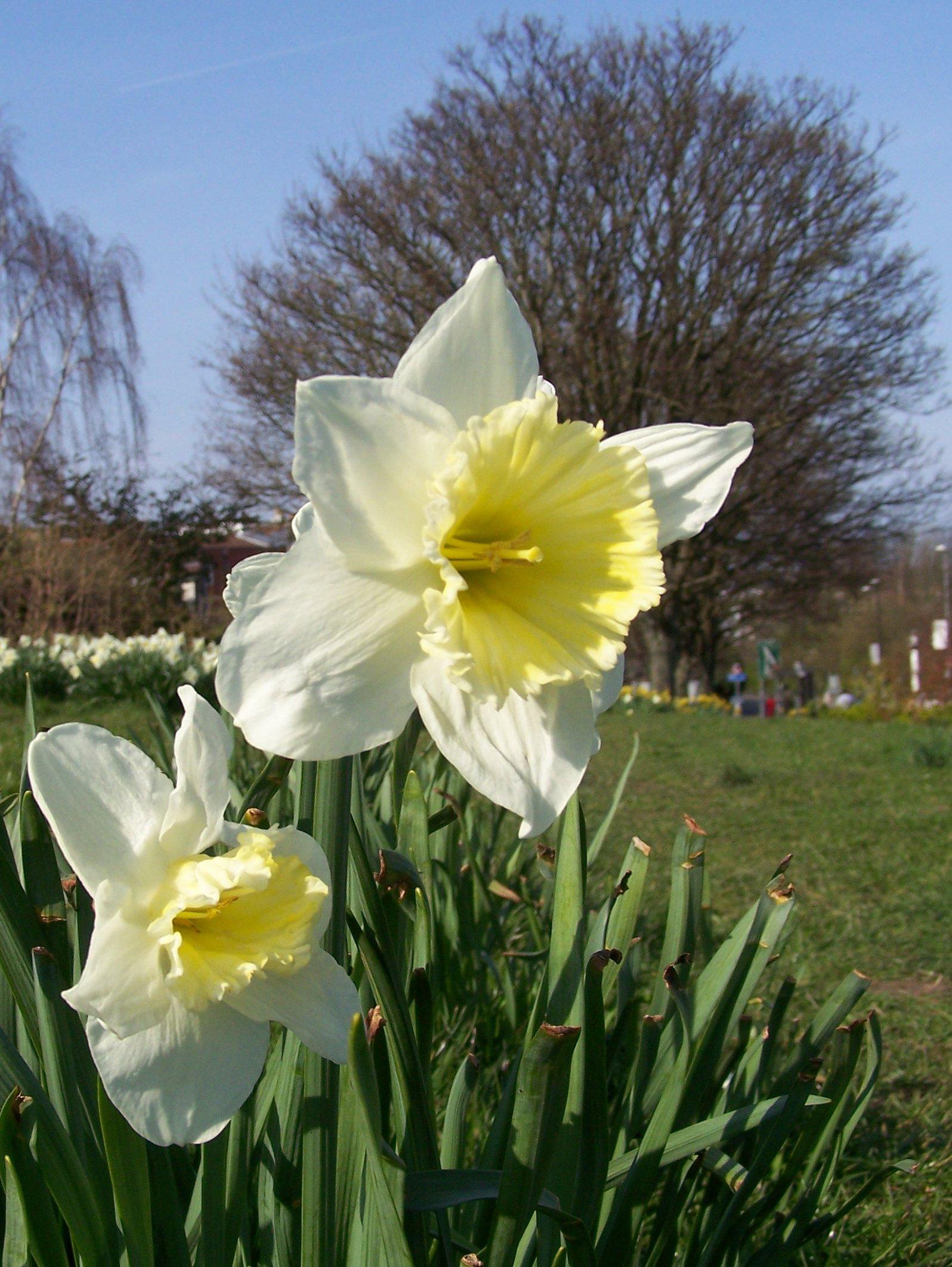 Precooled Daffodil Large Cupped 'Ice Follies' - from Leo Berbee Bulb Company
