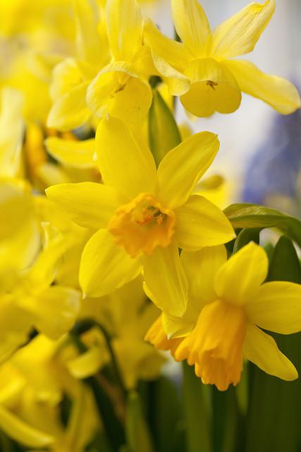 Precooled Daffodil Miniature 'Tete a Tete' - from Leo Berbee Bulb Company