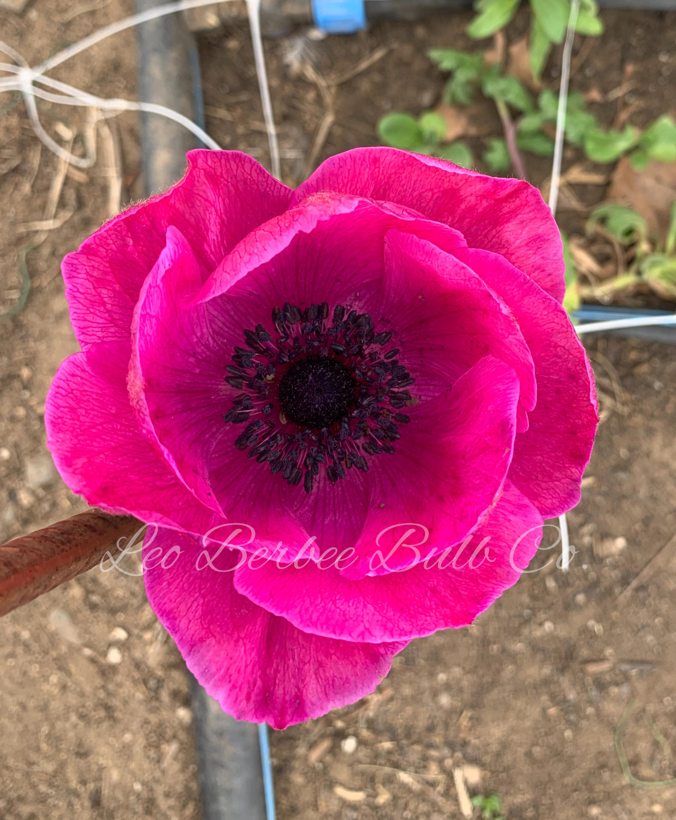 Anemone 'Jerusalem Pink' - from Leo Berbee Bulb Company