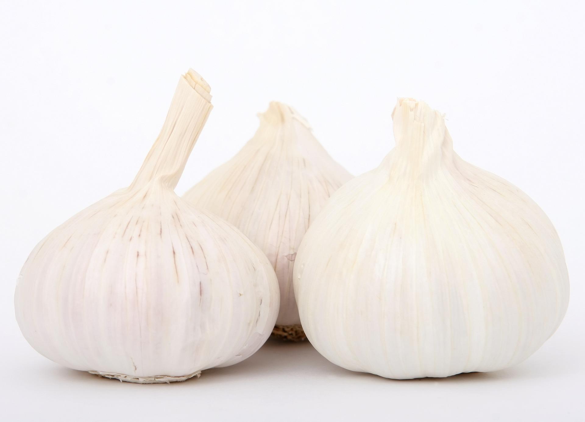 Garlic Softneck 'Transylvanian' - Garlic from Leo Berbee Bulb Company