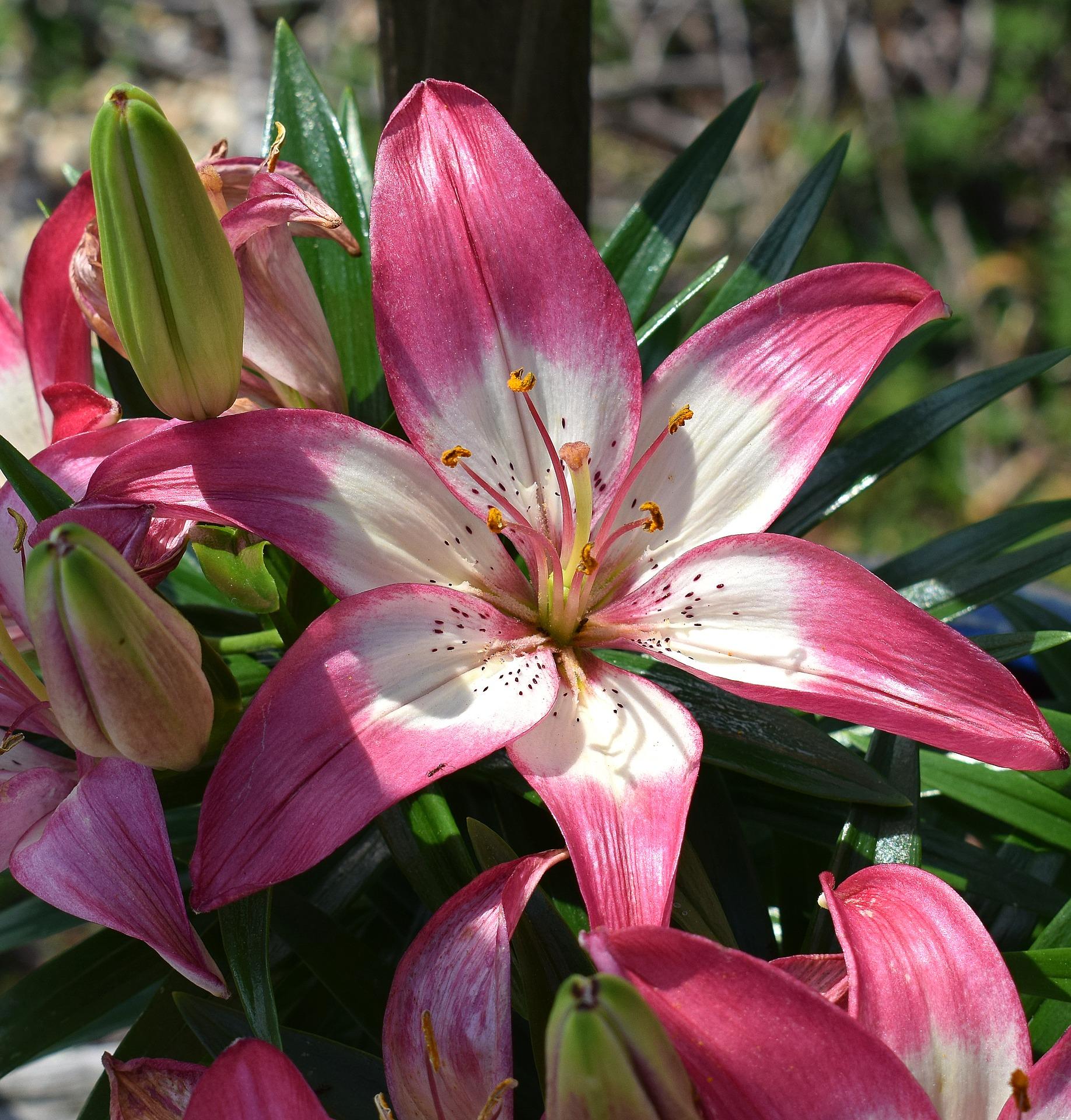 Lilies Asiatic 'Perfect Joy' - Pot Lilies (Shipping begins Jan. 2021) from Leo Berbee Bulb Company