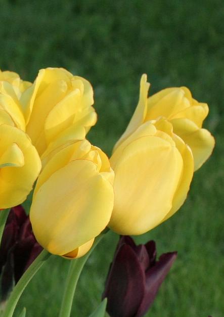 Tulip Darwin Hybrid 'Novi Sun' - Tulip from Leo Berbee Bulb Company