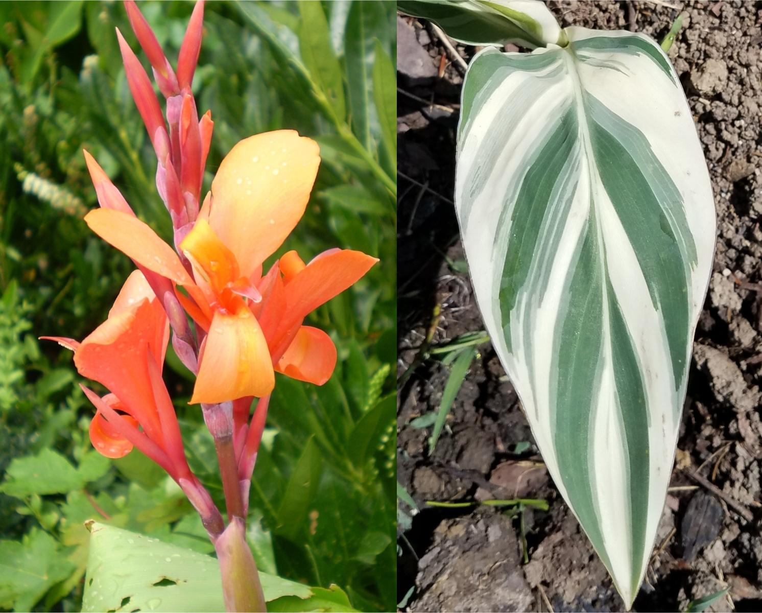 Canna 'Stuttgart' - Canna (Shipping begins March 2022) from Leo Berbee Bulb Company