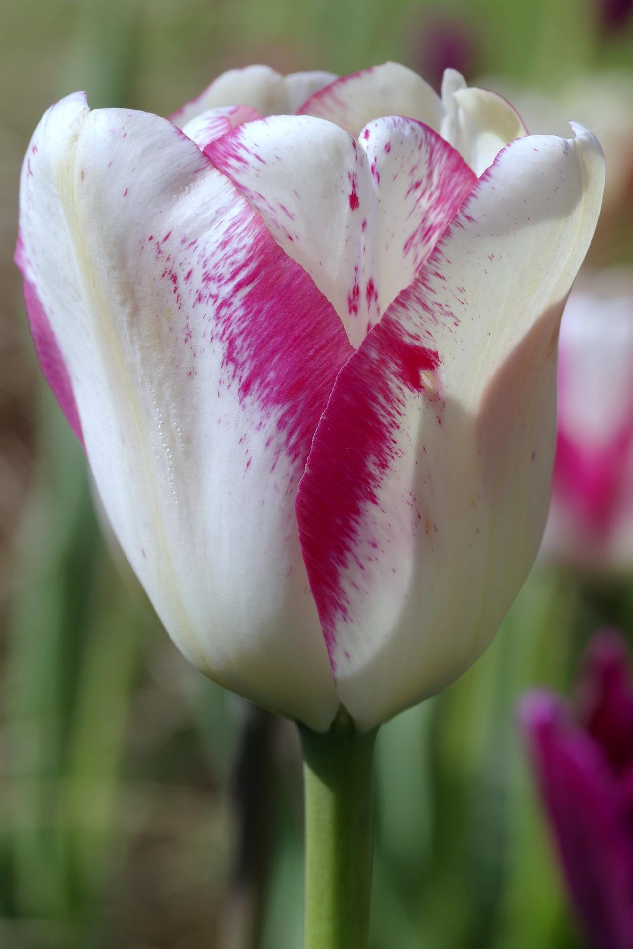 Tulip Triumph 'Affaire' - Tulip from Leo Berbee Bulb Company
