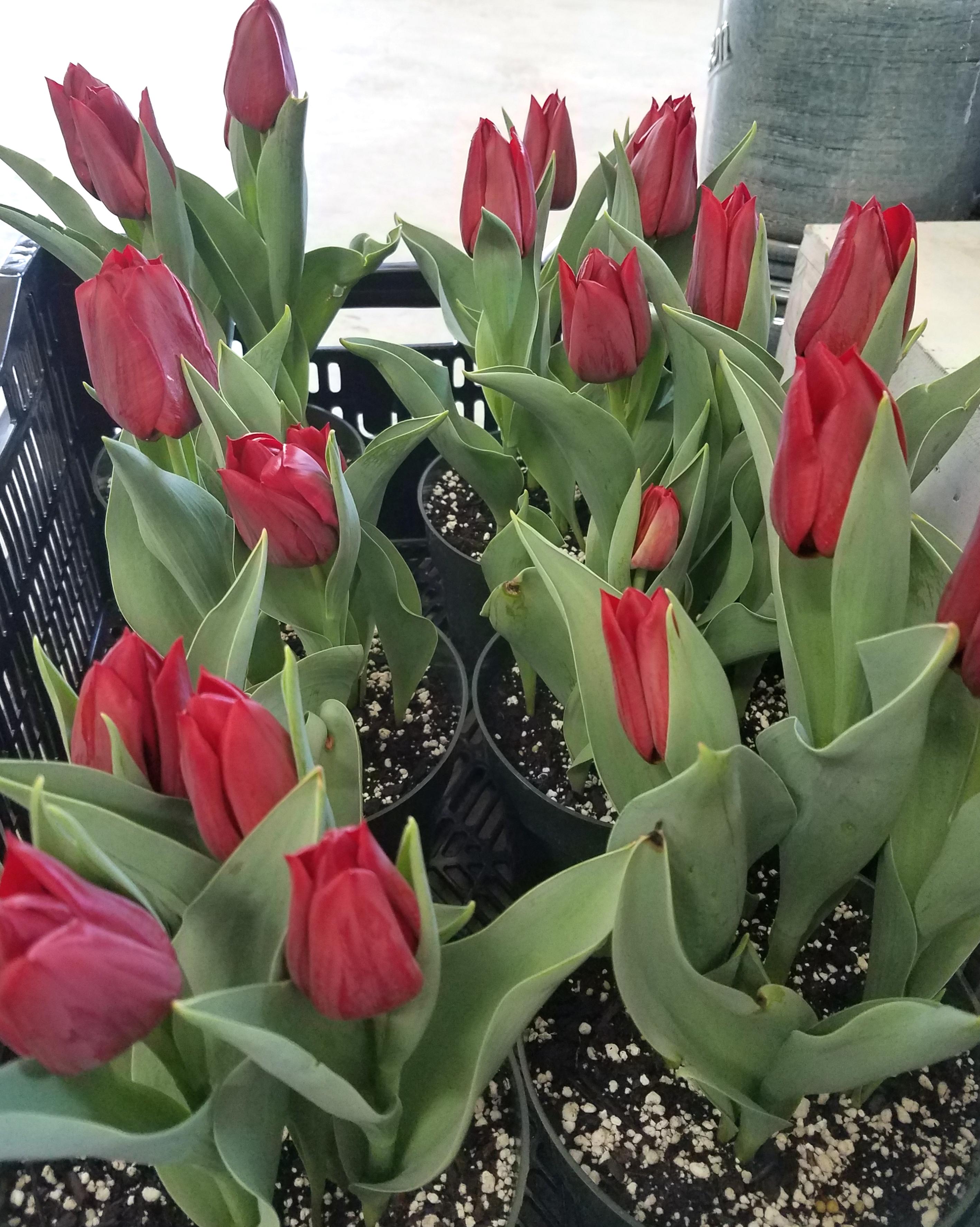Tulip Triumph 'Dominiek' - Tulip from Leo Berbee Bulb Company