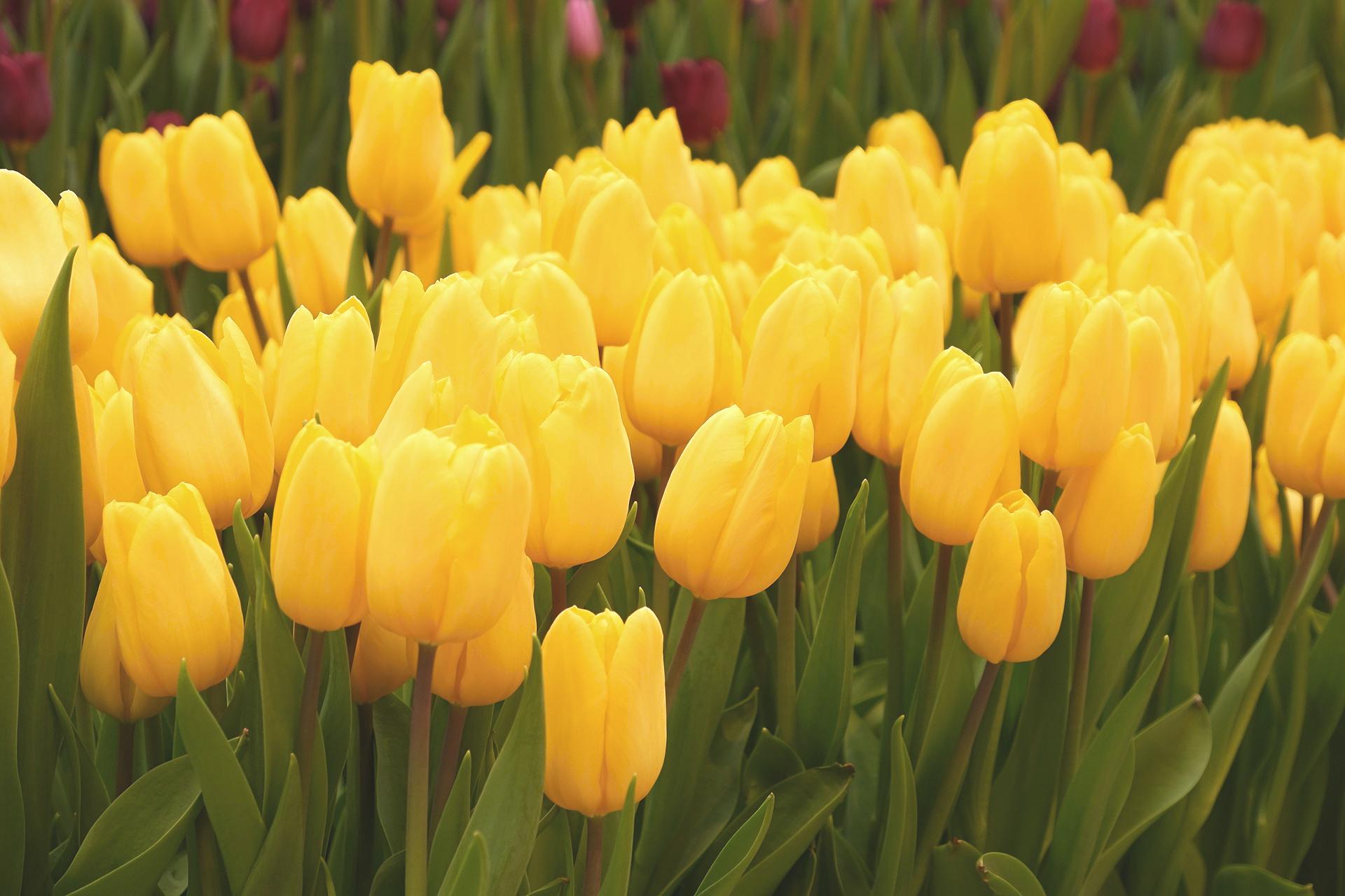 Tulip Triumph 'Yellow Flight' - Tulip from Leo Berbee Bulb Company
