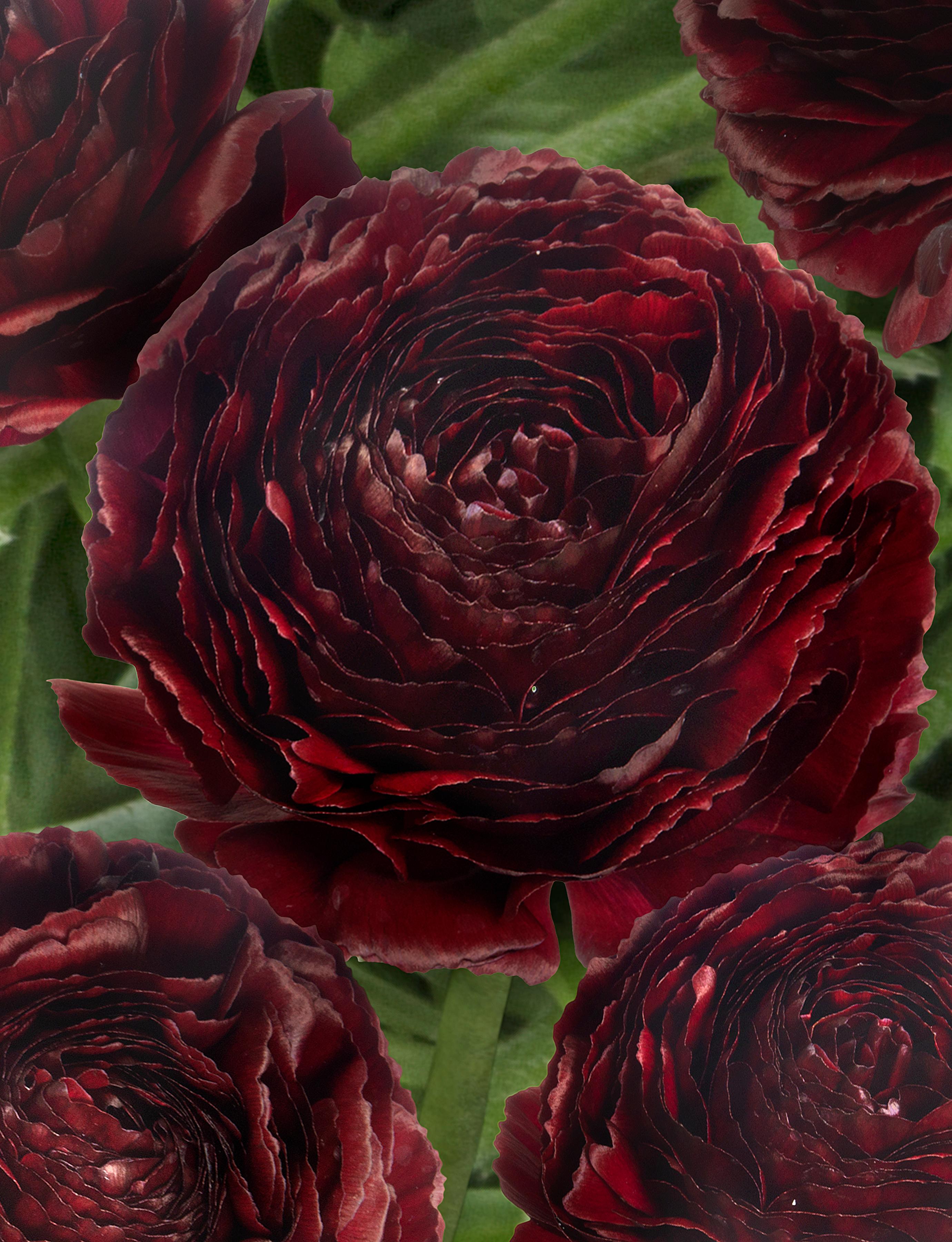 Ranunculus Romance 'Perigord' - from Leo Berbee Bulb Company