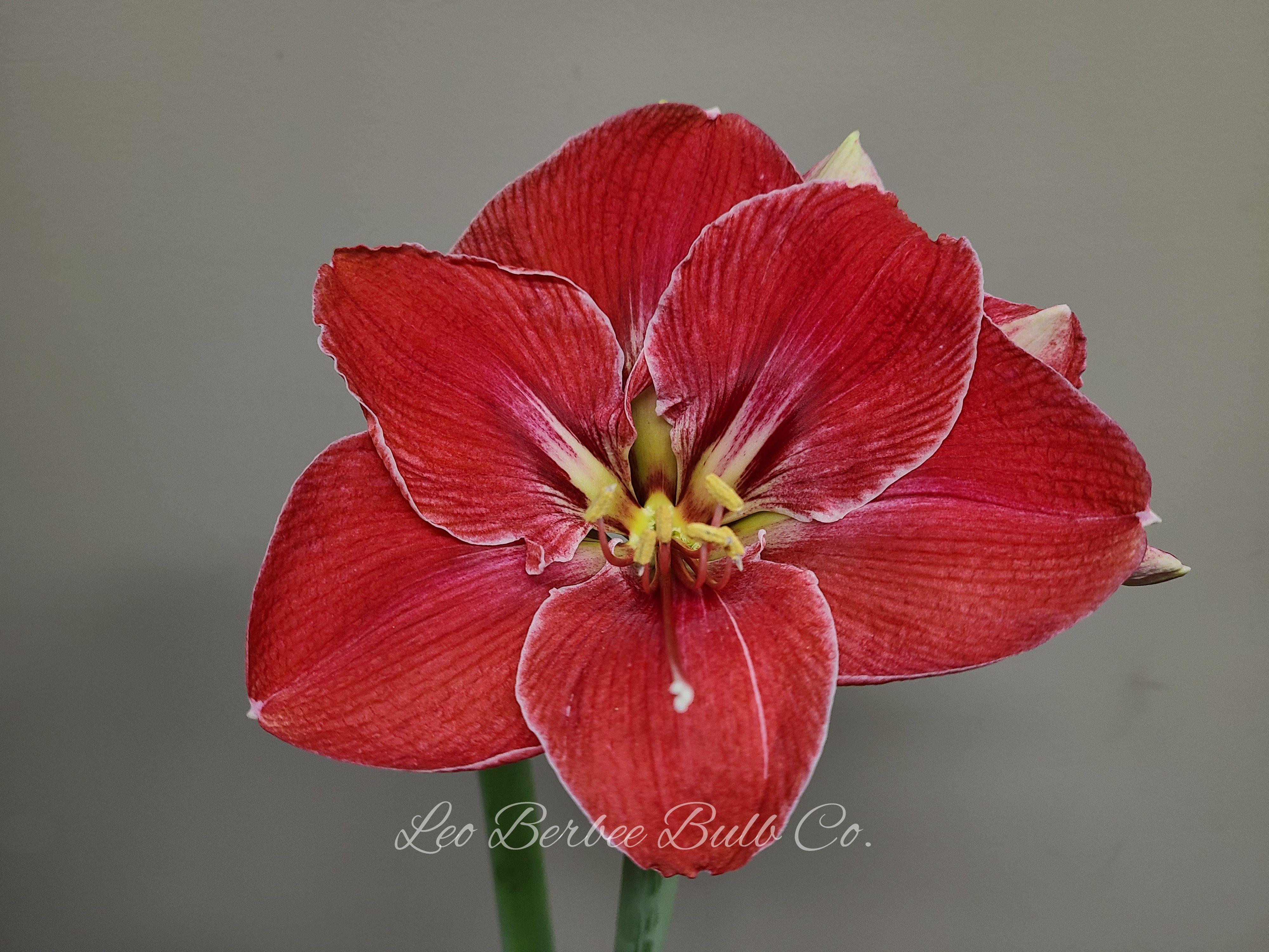 Hippeastrum Holland 'Magical Touch' - Amaryllis - Coming Soon for Fall 2022! from Leo Berbee Bulb Company