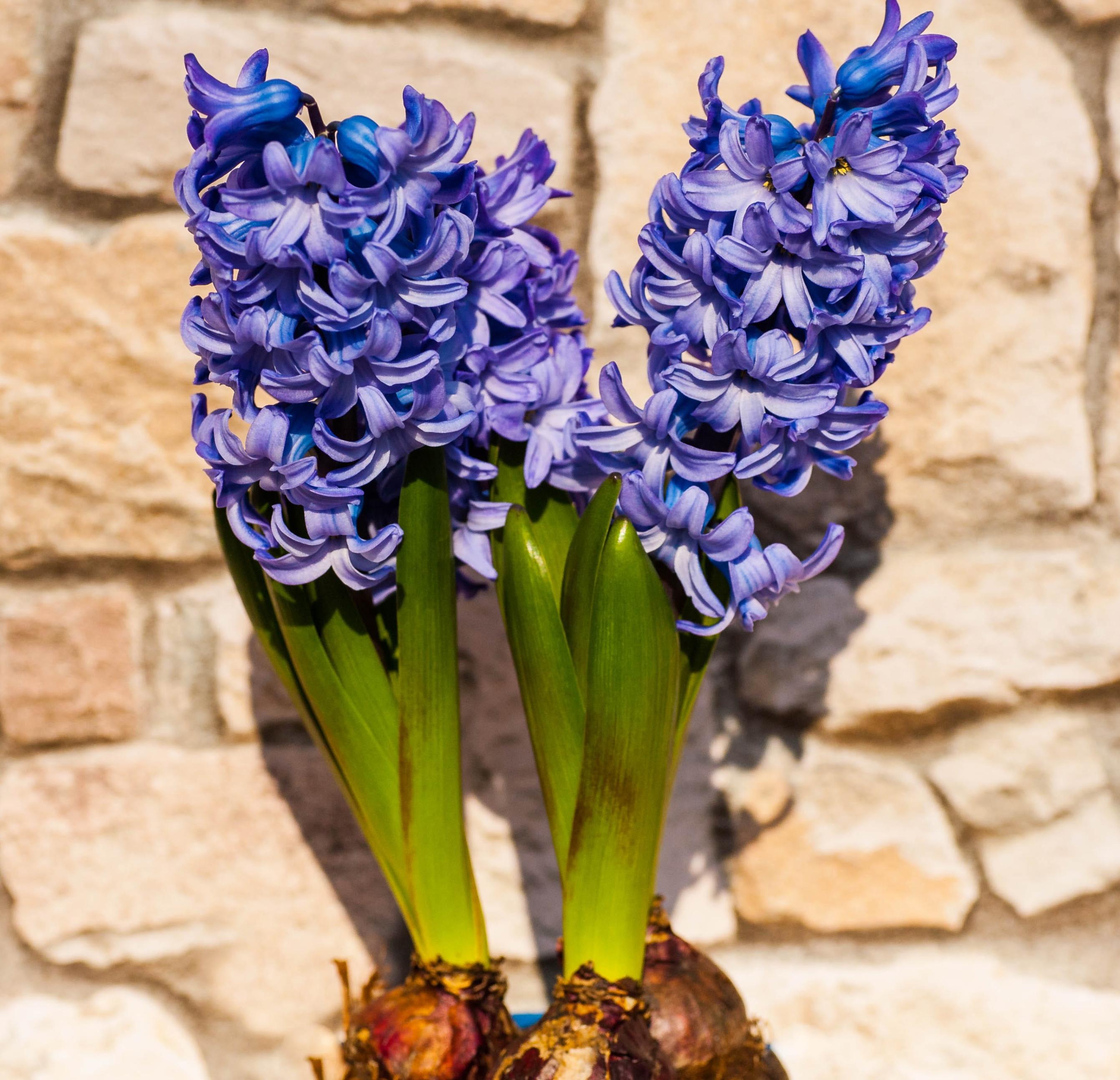 Hyacinth 'Blue Jacket' - Hyacinth - Coming Soon for Fall 2022! from Leo Berbee Bulb Company