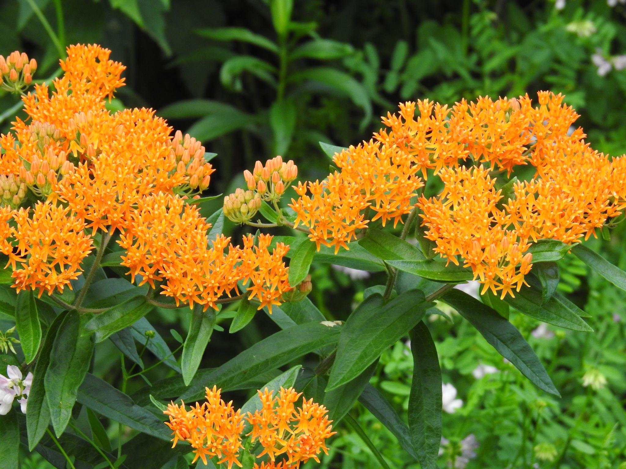 Asclepias 'Tuberosa' - Butterfly Weed from Leo Berbee Bulb Company