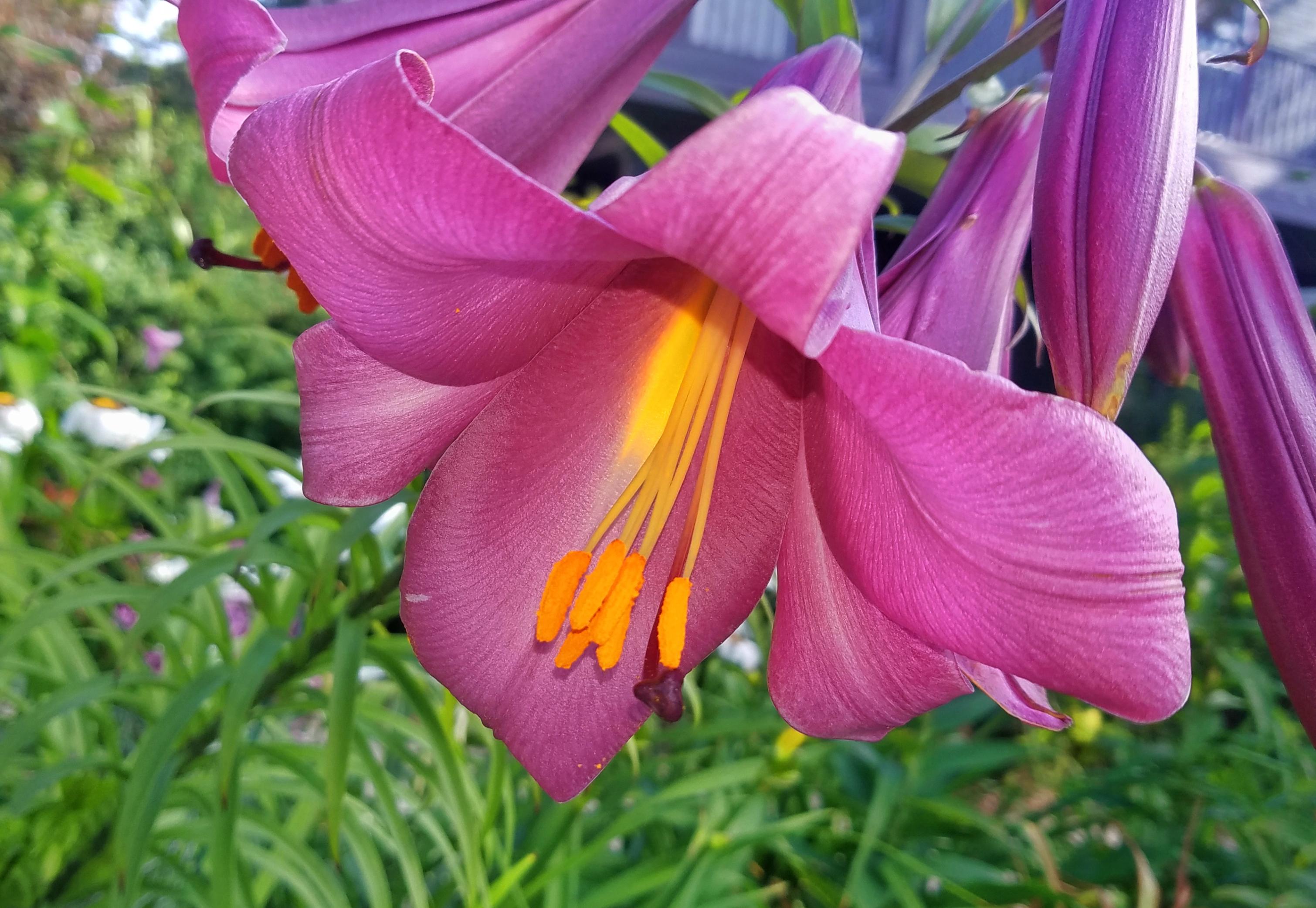 Lilies Asiatic Trumpet 'Pink Perfection' - Outdoor Lilies (Shipping begins Jan. 2021) from Leo Berbee Bulb Company