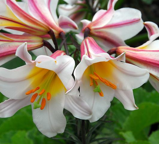 Lilies Asiatic Trumpet Regale from Leo Berbee Bulb Company