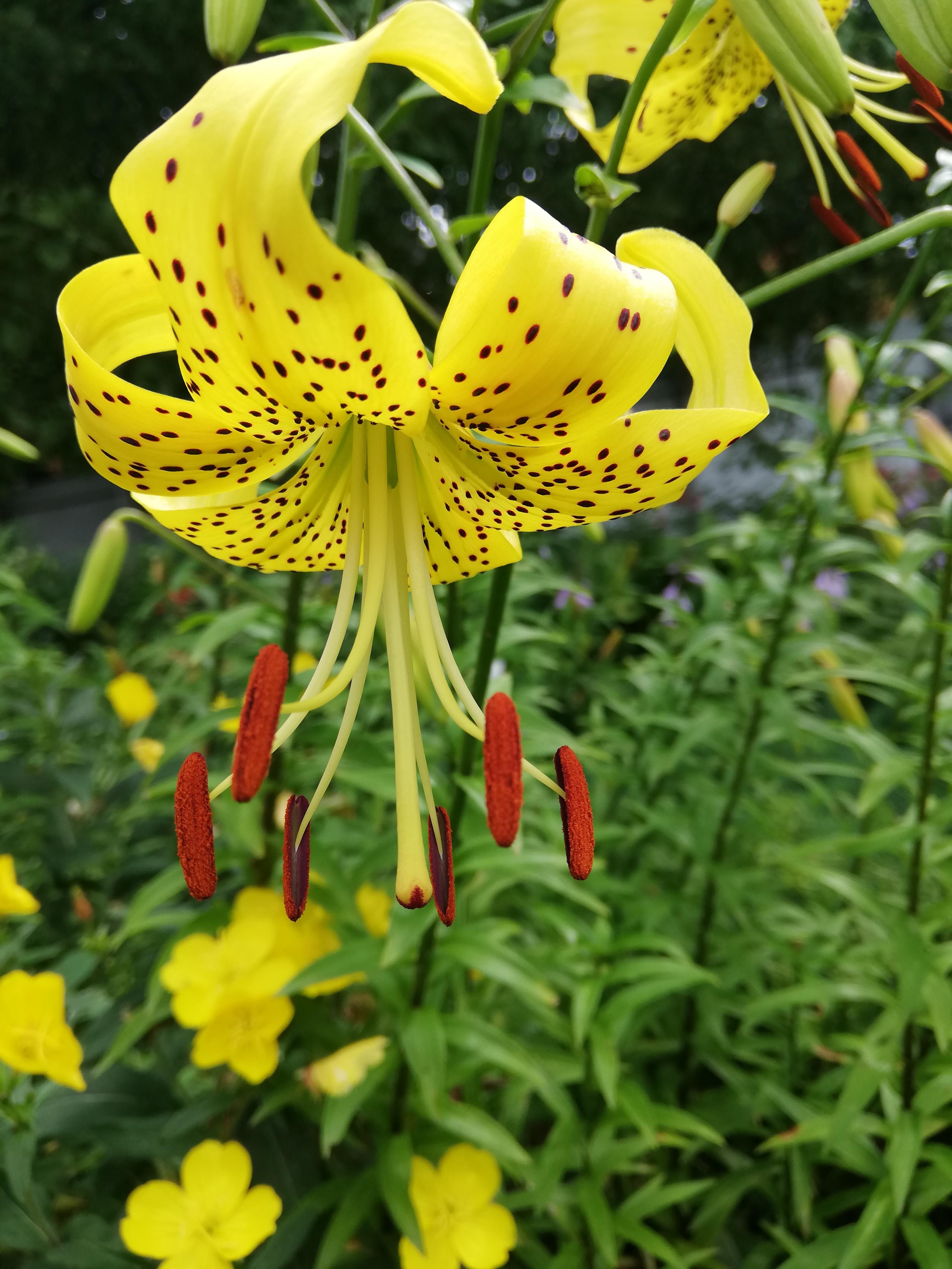 Lilies Asiatic Tiger 'Yellow Tiger' - Outdoor Lilies (Shipping begins Jan. 2021) from Leo Berbee Bulb Company