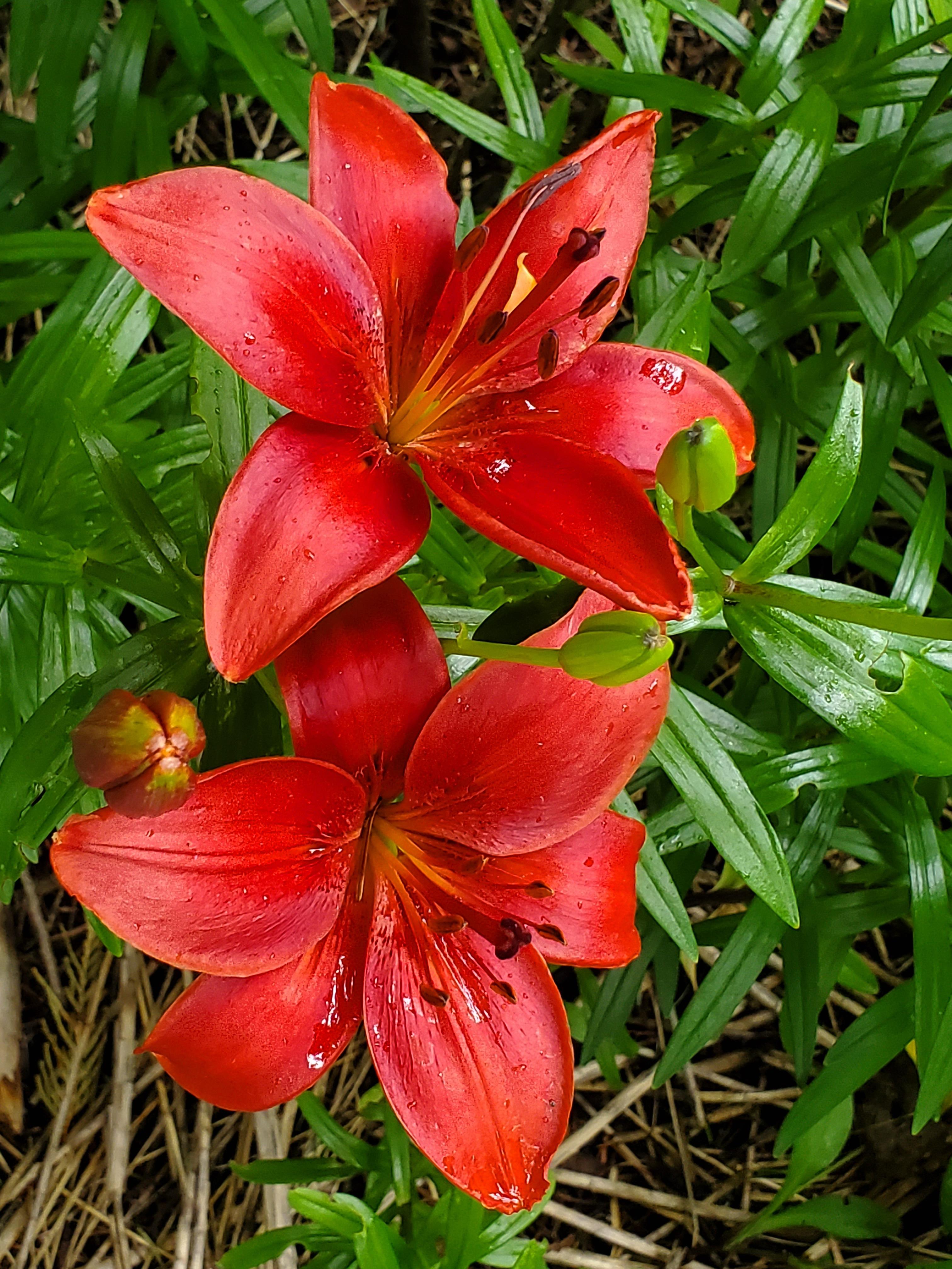 Lilies Asiatic 'Red Country 16/18' - Outdoor Lilies (Shipping begins Jan. 2021) from Leo Berbee Bulb Company