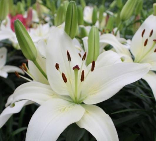 Lilies Asiatic Sparkling Joy from Leo Berbee Bulb Company