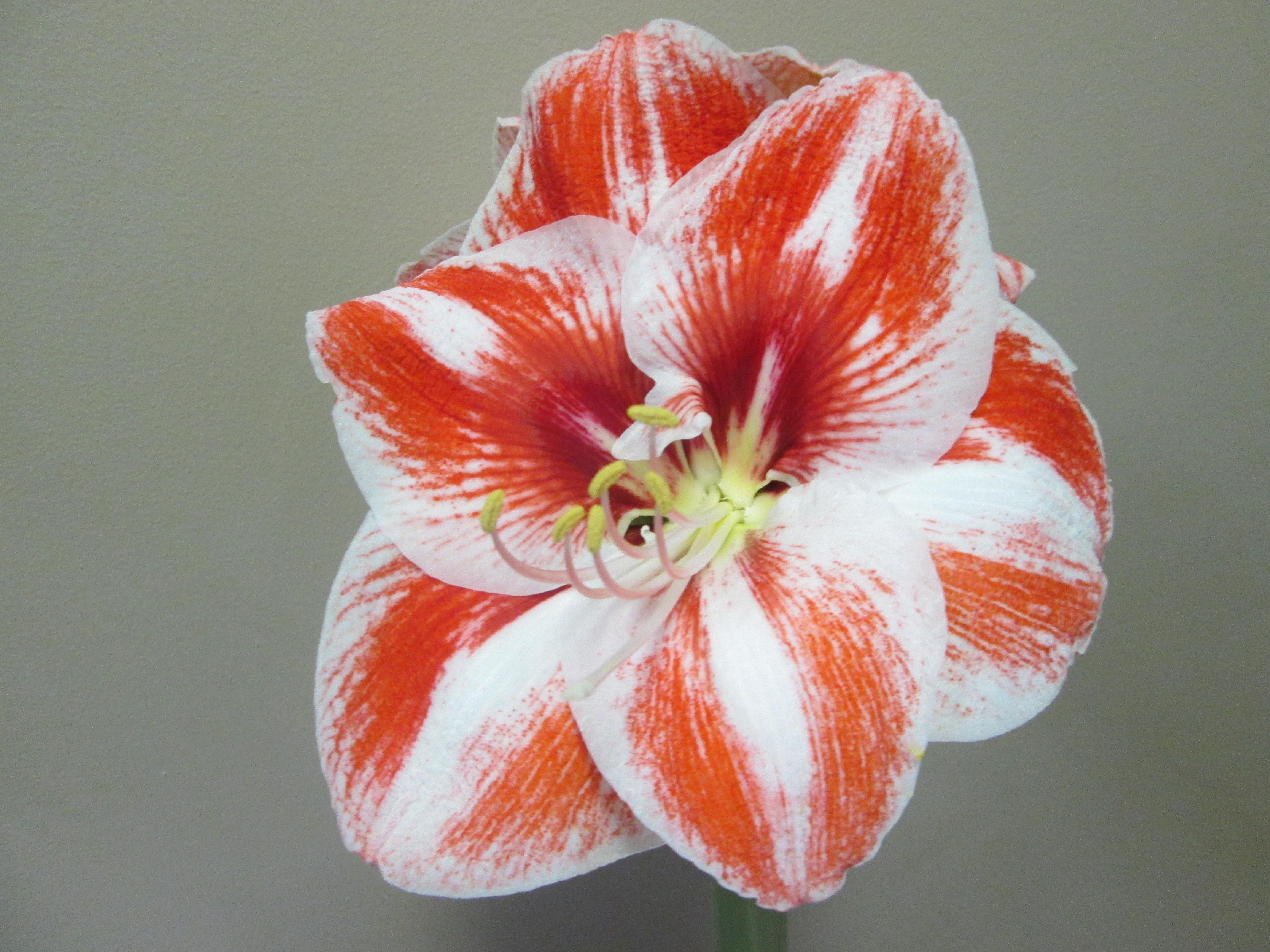 Hippeastrum Southern Hemisphere 'Toronto' - Christmas Forcing Amaryllis - Coming Soon for 2024 from Leo Berbee Bulb Company