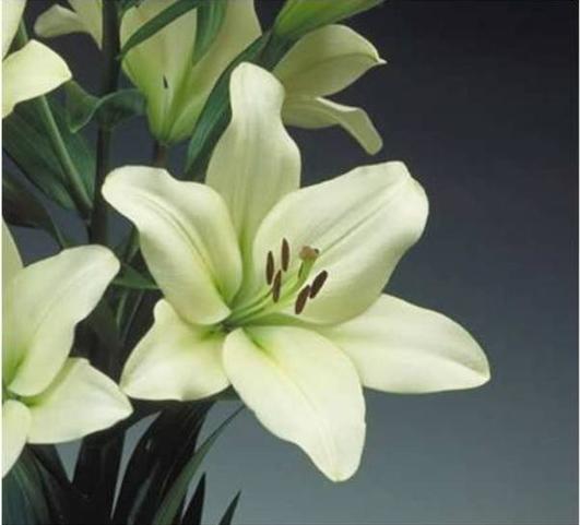Lilies Longiflorum Asiatic Courier from Leo Berbee Bulb Company