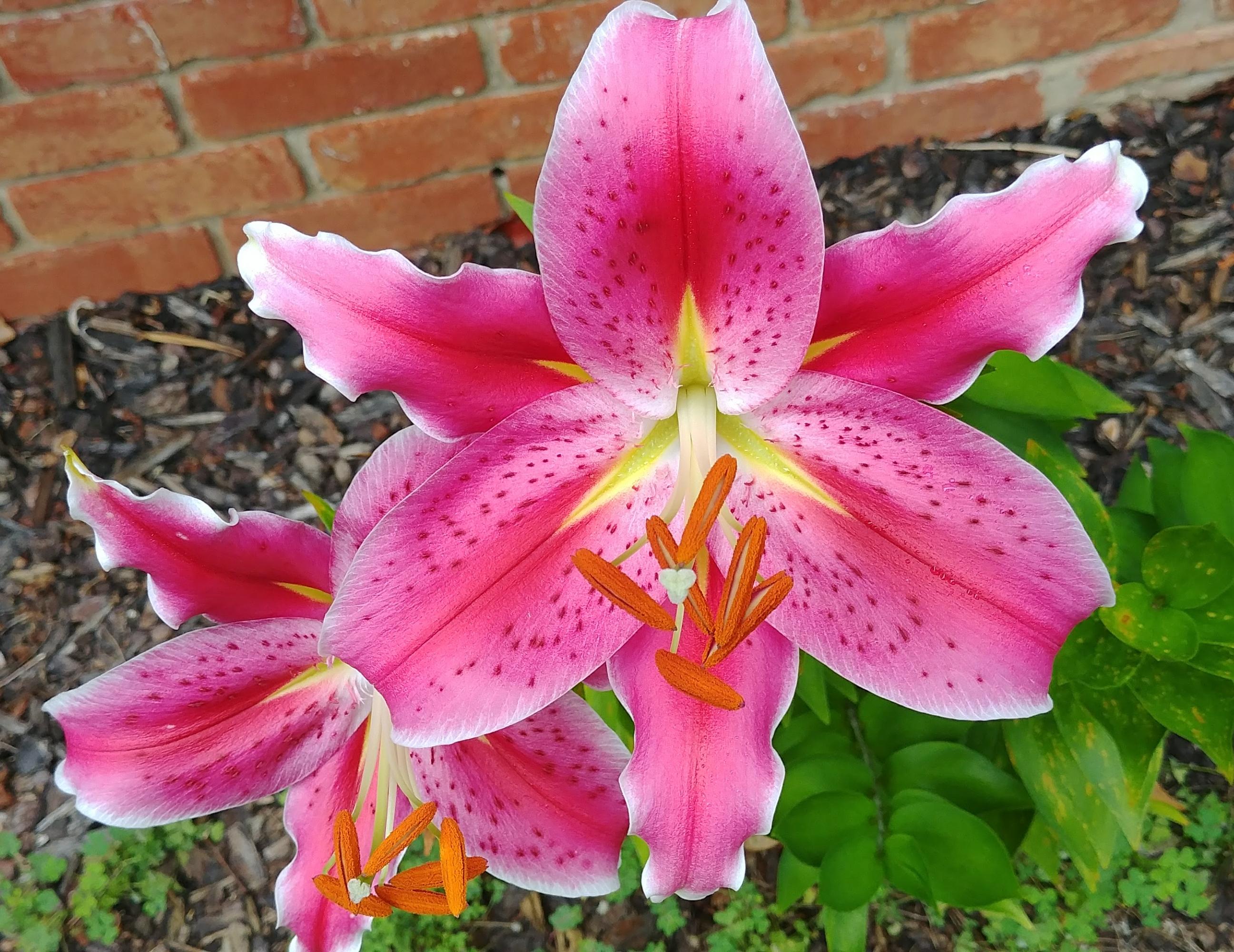 Lilies Oriental 'Stargazer' - Oriental Lily for Cut or Pot from Leo Berbee Bulb Company