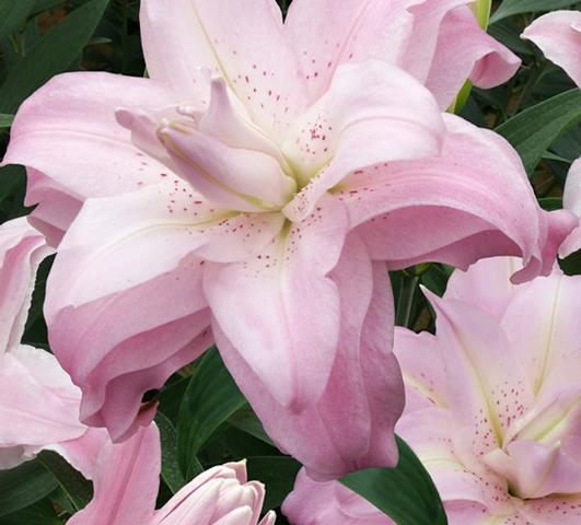 Lilies Double Oriental Lotus Queen from Leo Berbee Bulb Company