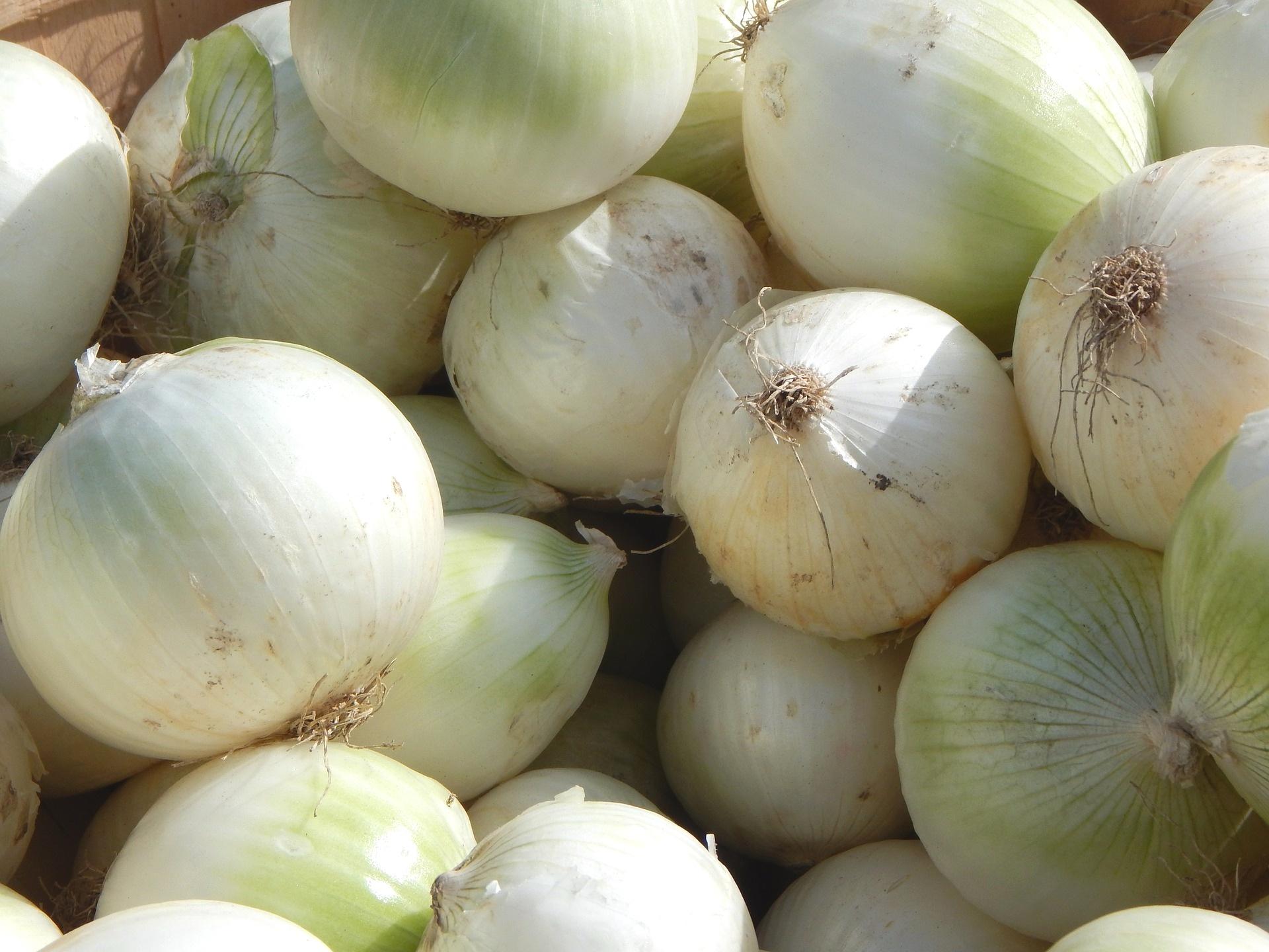 Onions 'Snowball White' - Onions (Shipping begins Mar. 2021) from Leo Berbee Bulb Company
