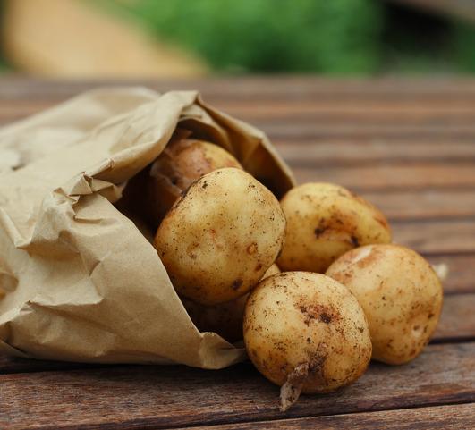 Seed Potato Katahdin from Leo Berbee Bulb Company