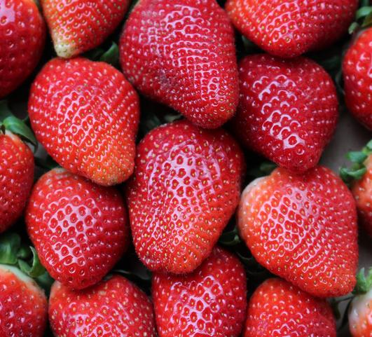 Strawberries Everbearing Albion from Leo Berbee Bulb Company