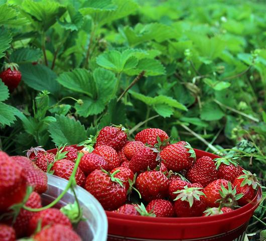 Strawberries Everbearing Eversweet from Leo Berbee Bulb Company