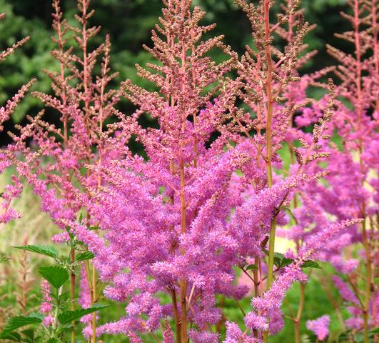 Astilbe Amethyst (arendsii hyb) from Leo Berbee Bulb Company
