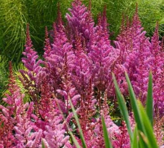 Astilbe Maggie Daley (chinensis hyb) from Leo Berbee Bulb Company