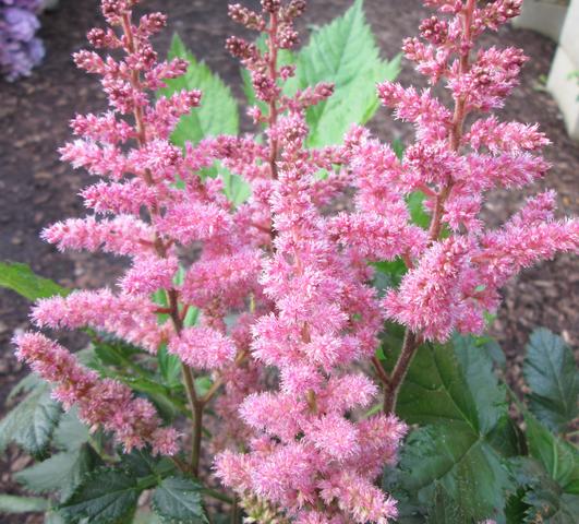 Astilbe Pink (chinensis hyb) from Leo Berbee Bulb Company