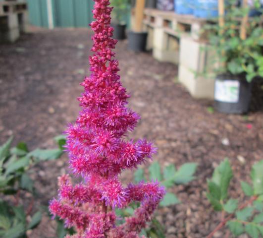 Astilbe Red (chinensis hyb) from Leo Berbee Bulb Company