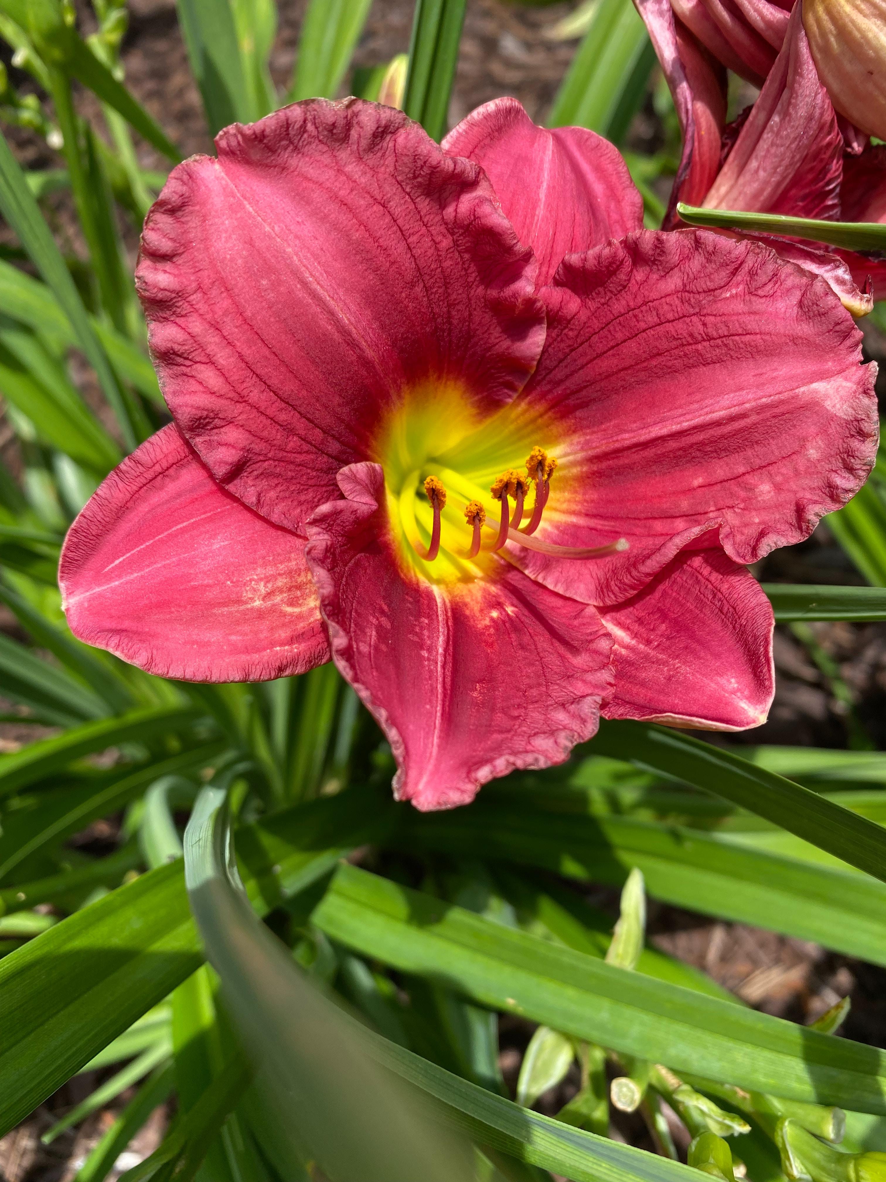 Hemerocallis 'Little Business' - Daylily - Coming Soon for 2024 from Leo Berbee Bulb Company