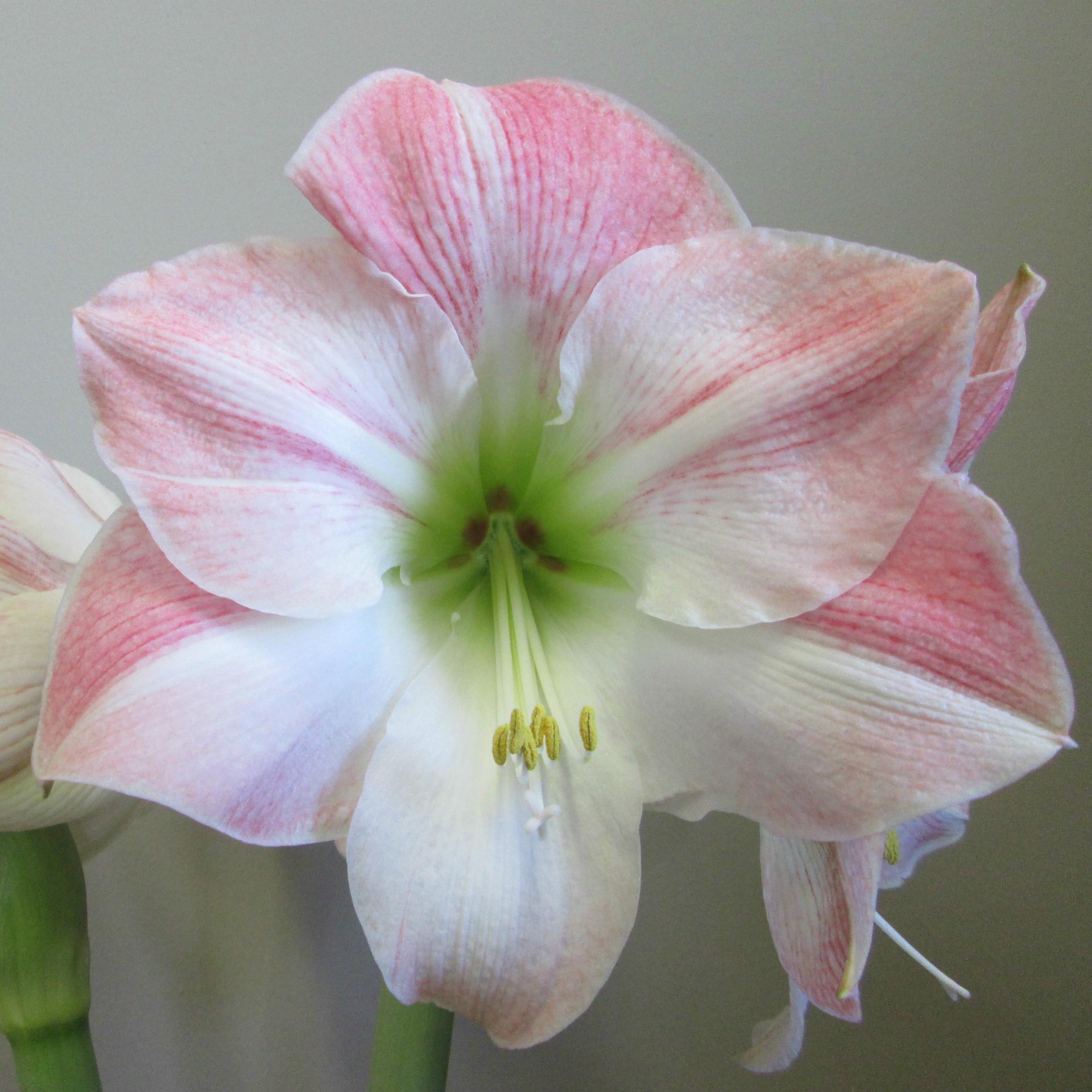 Hippeastrum Southern Hemisphere 'Cherry Blossom' - Christmas Forcing Amaryllis from Leo Berbee Bulb Company