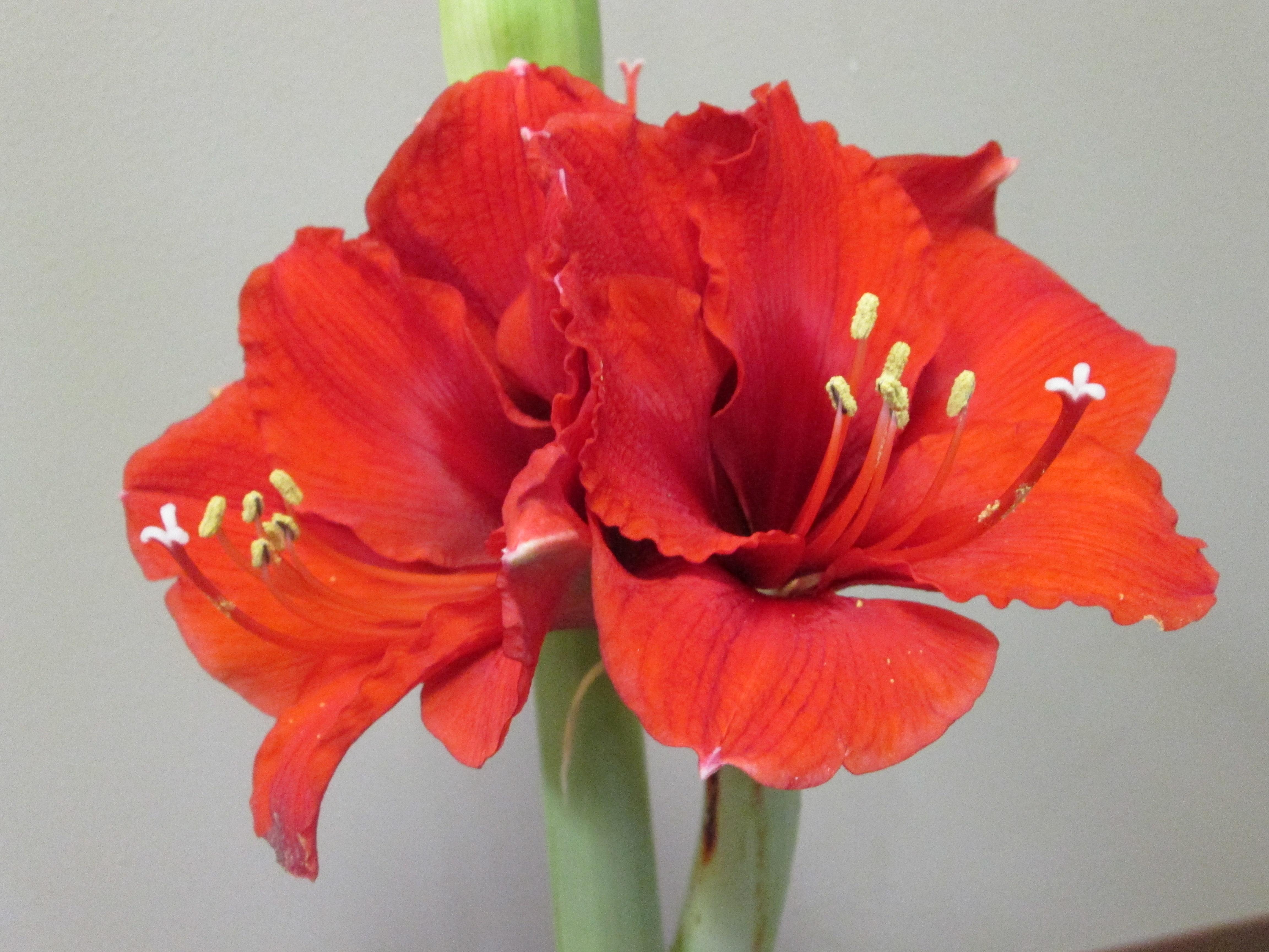 Hippeastrum Holland 'Ludwig's Goliath' - Amaryllis (Shipping begins Oct. 2021) from Leo Berbee Bulb Company