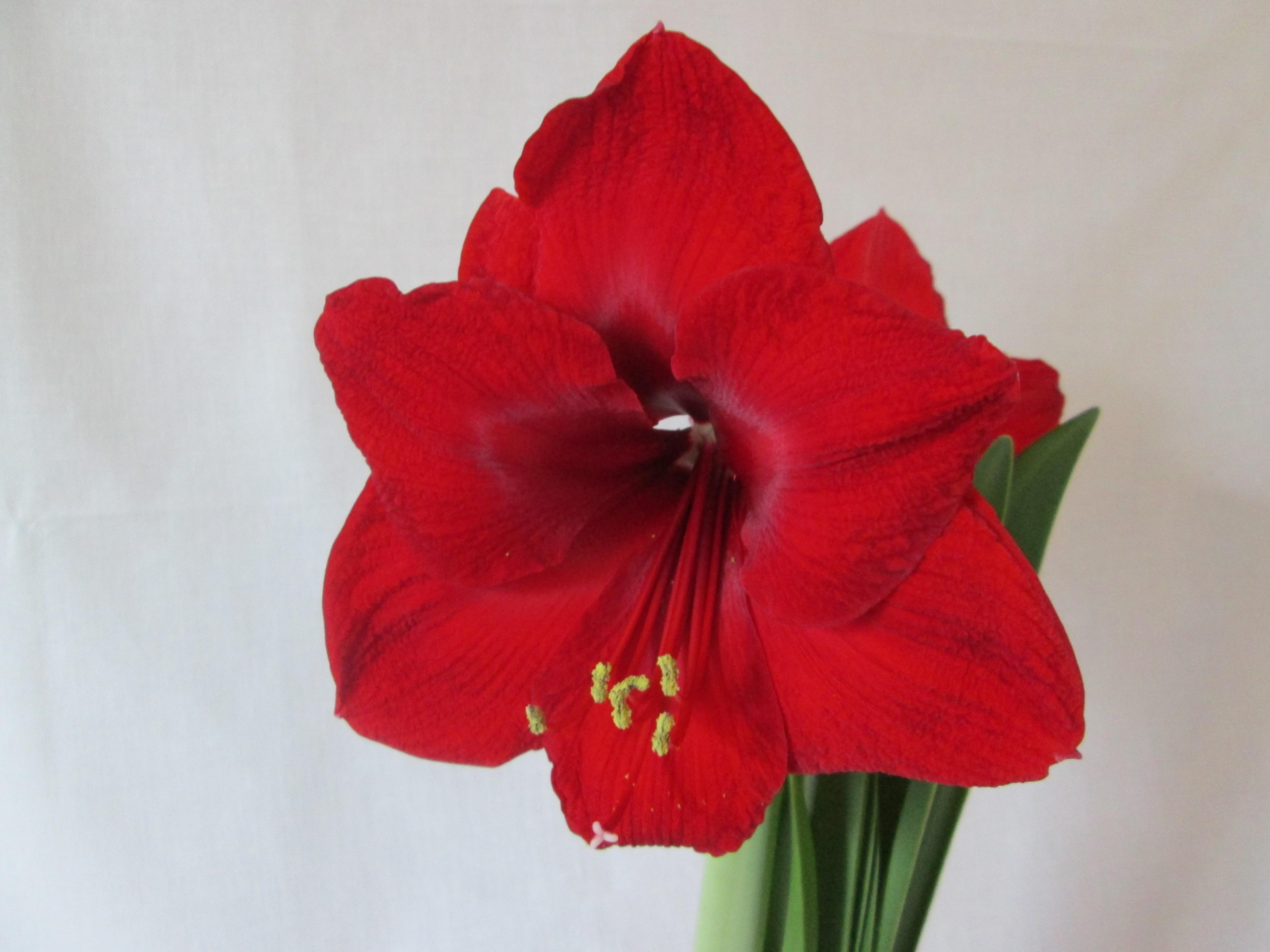 Hippeastrum Holland 'Red Lion' - Amaryllis (Shipping begins Oct. 2020) from Leo Berbee Bulb Company