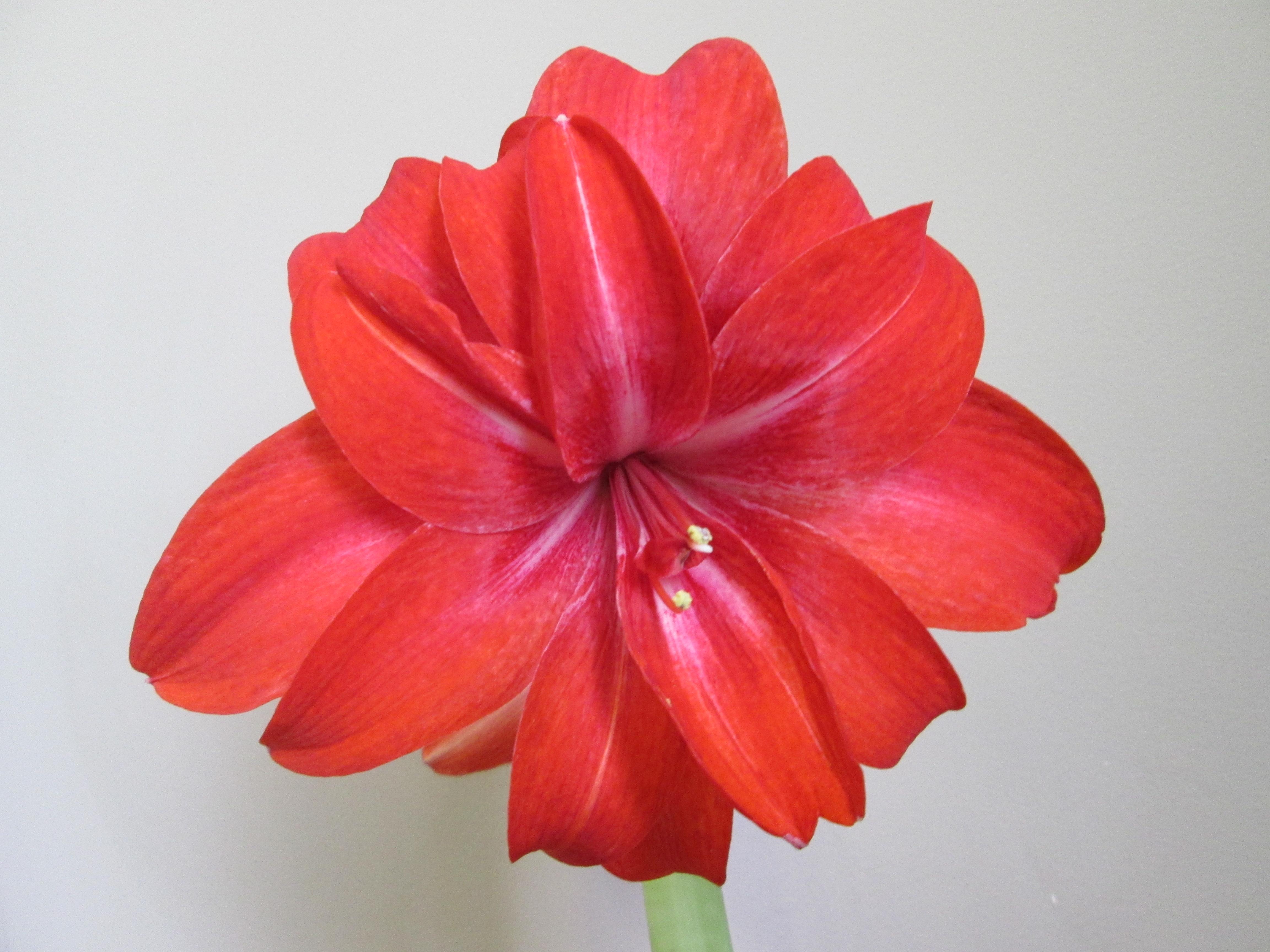 Hippeastrum Holland 'Red Nymph' - Amaryllis (Shipping begins Oct. 2021) from Leo Berbee Bulb Company
