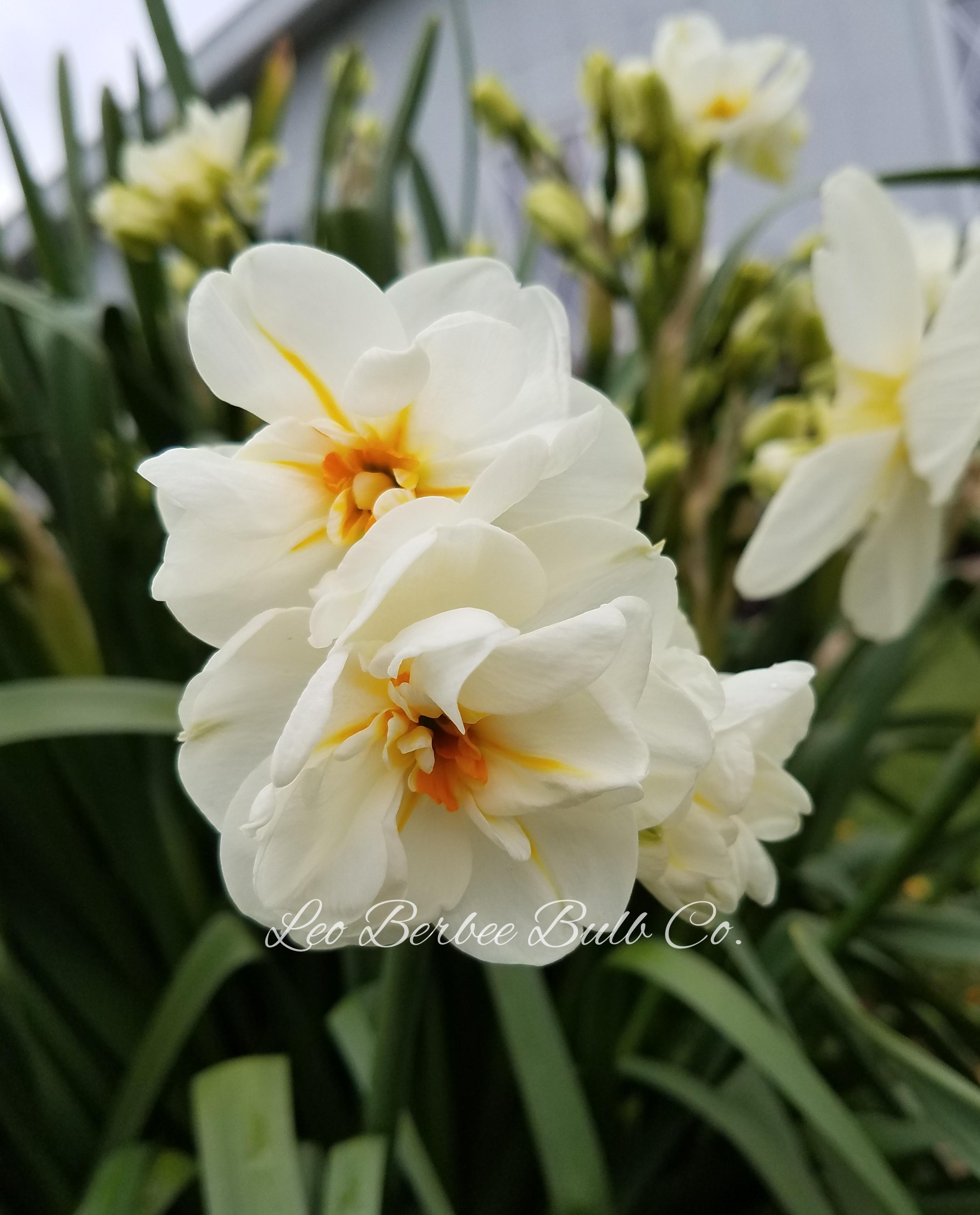 Daffodil Double 'Sir Winston Churchill' - from Leo Berbee Bulb Company