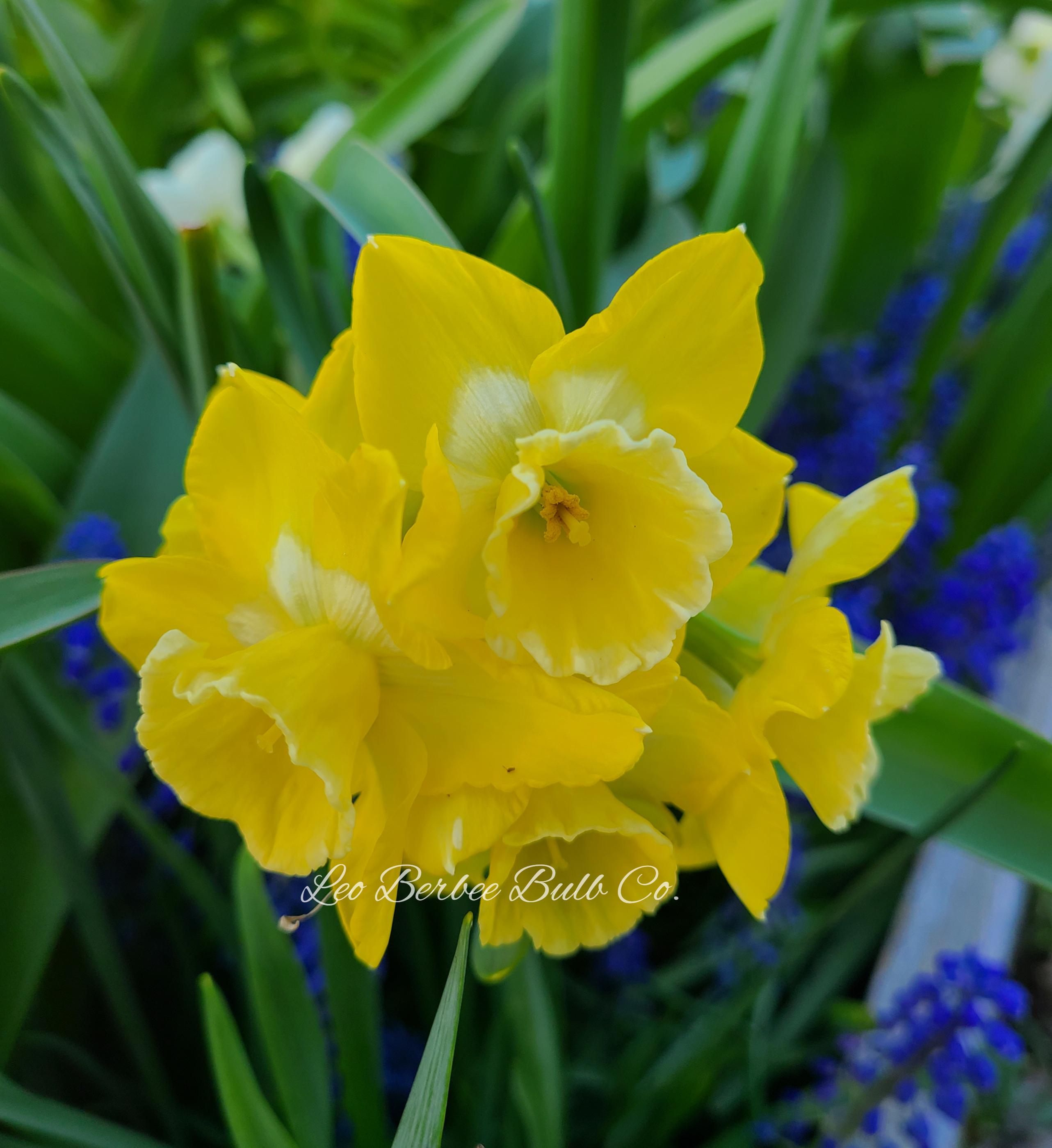 Daffodil Jonquilla 'Pipit' - from Leo Berbee Bulb Company