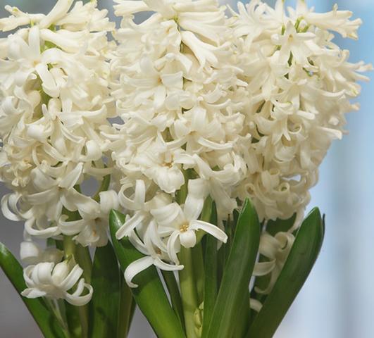 Hyacinth Carnegie/Top White from Leo Berbee Bulb Company