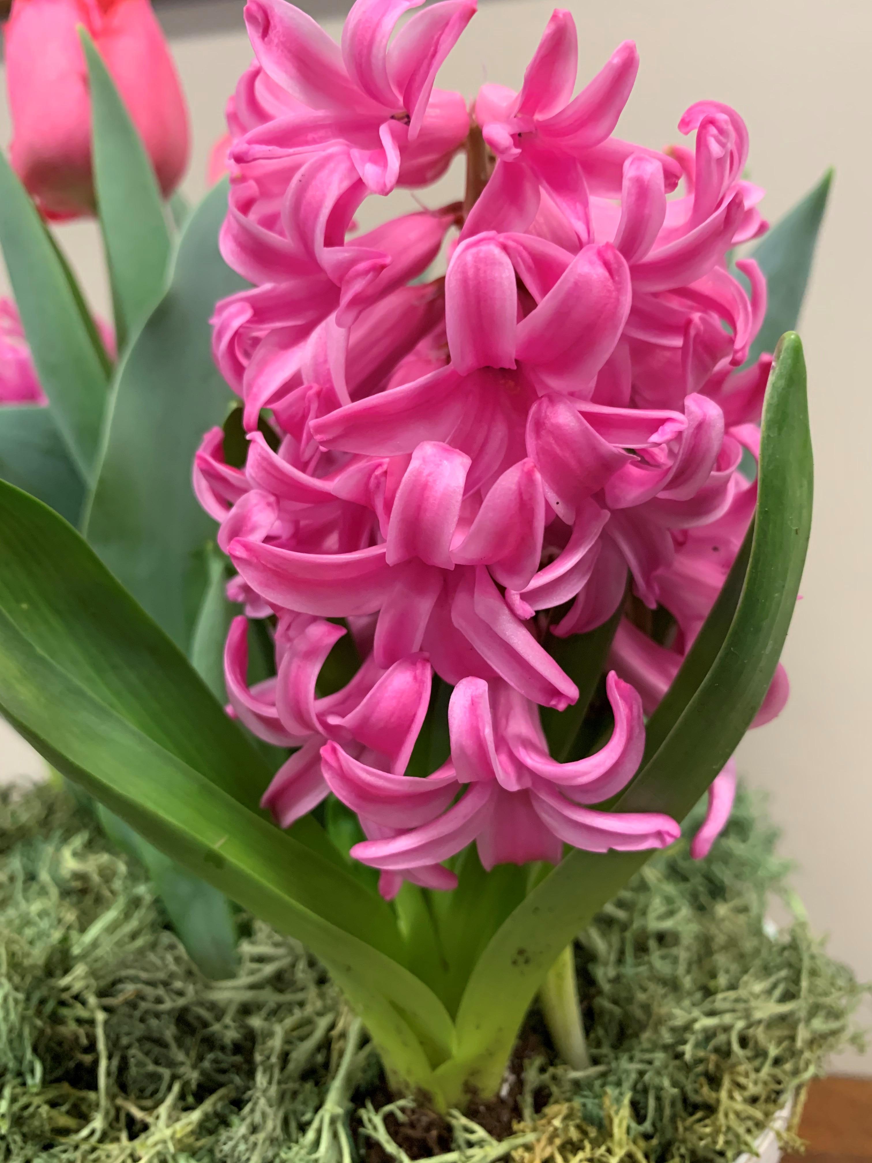 Hyacinth 'Pink Pearl' - Hyacinth from Leo Berbee Bulb Company